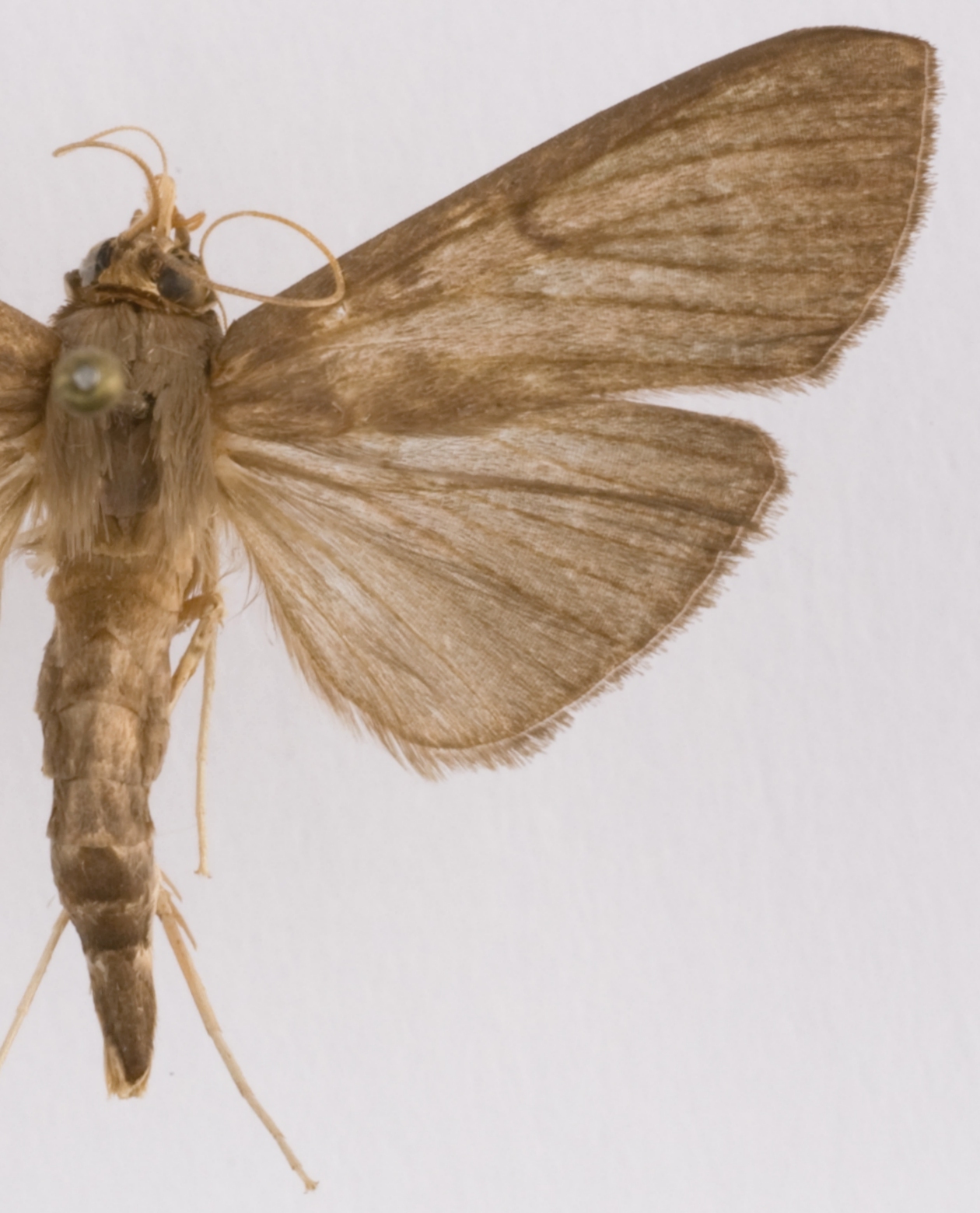 Coptobasis sp. 26