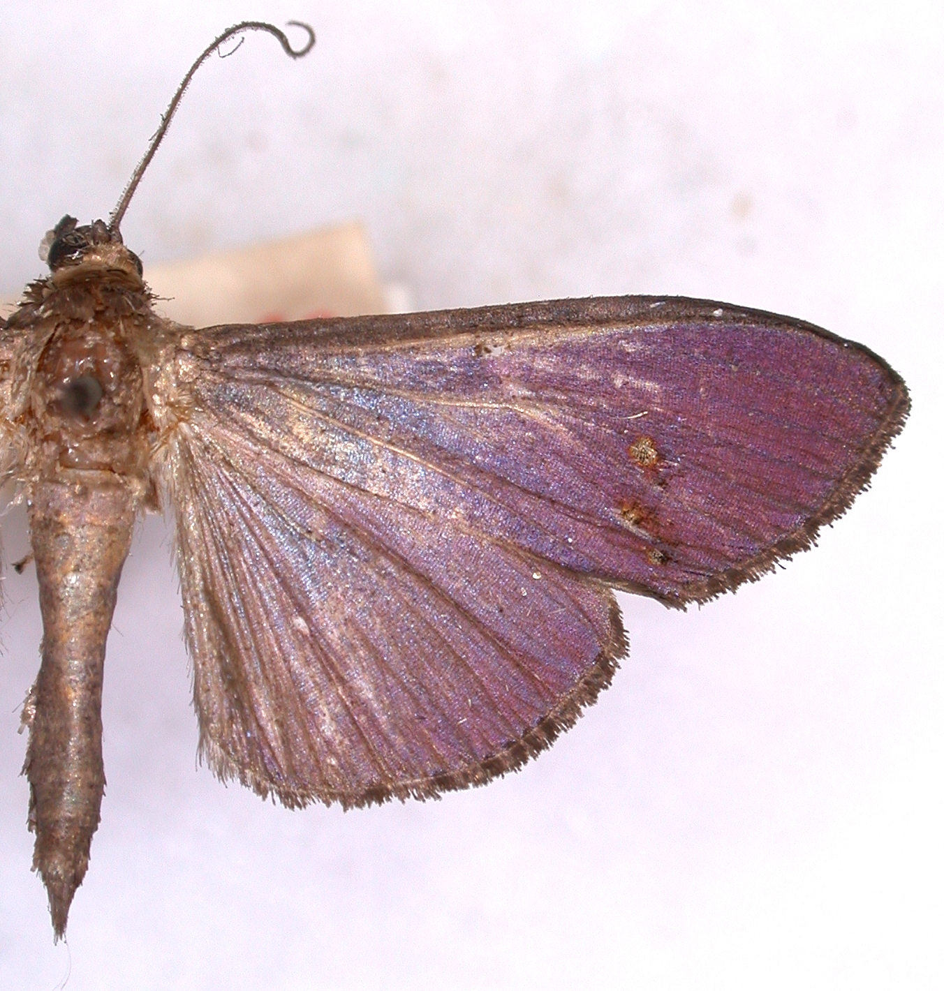 Coptobasis sp. 3