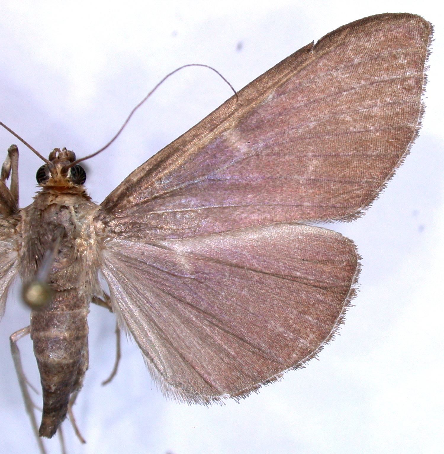 Coptobasis sp. 4