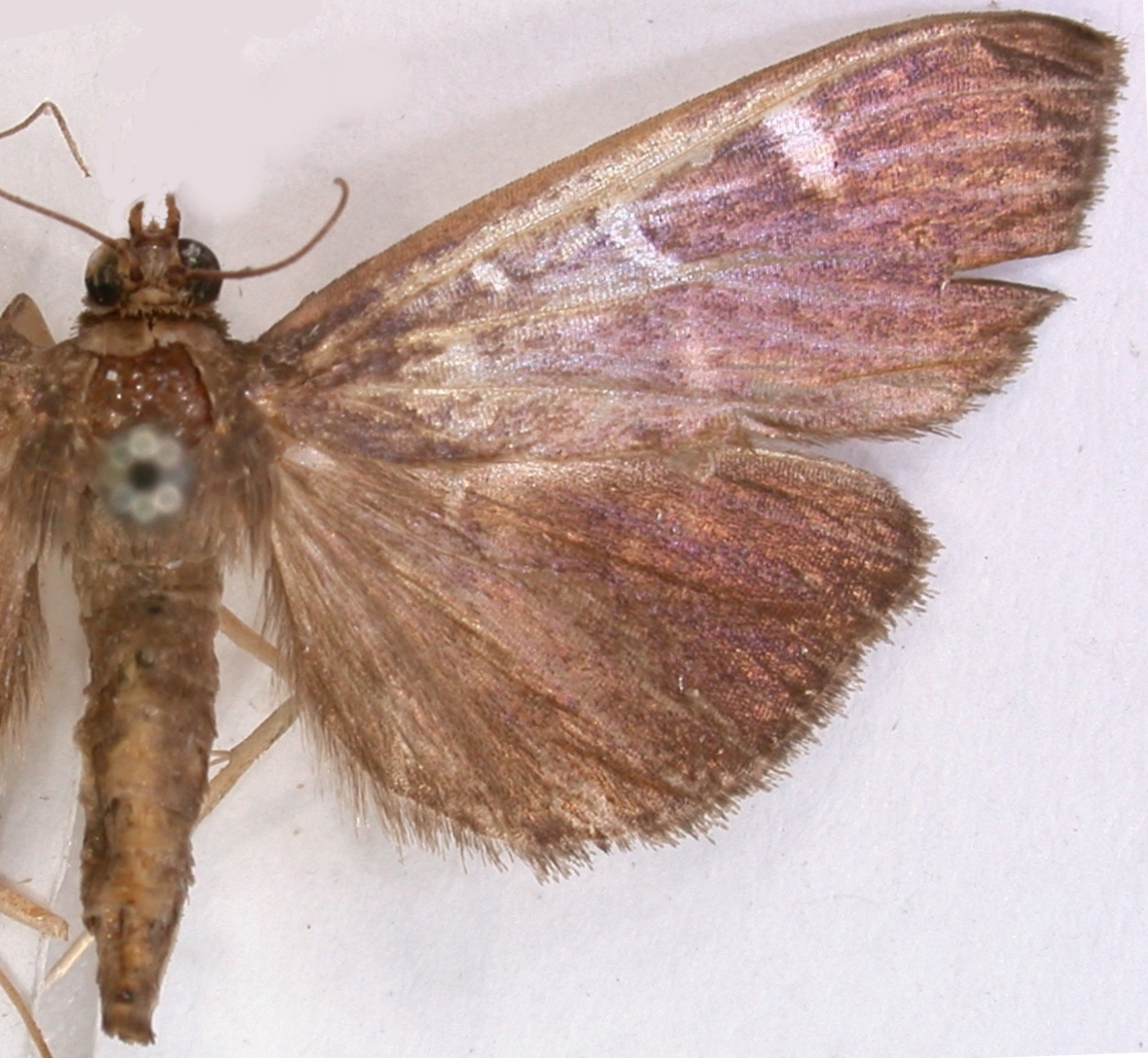 Coptobasis sp. 5