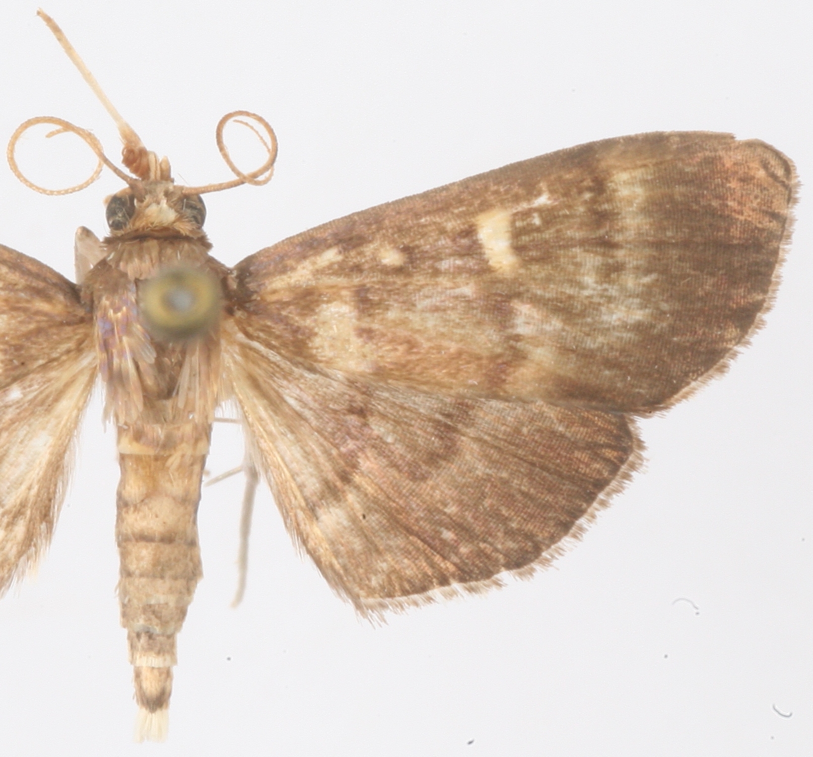 "Coptobasis" sp. 6