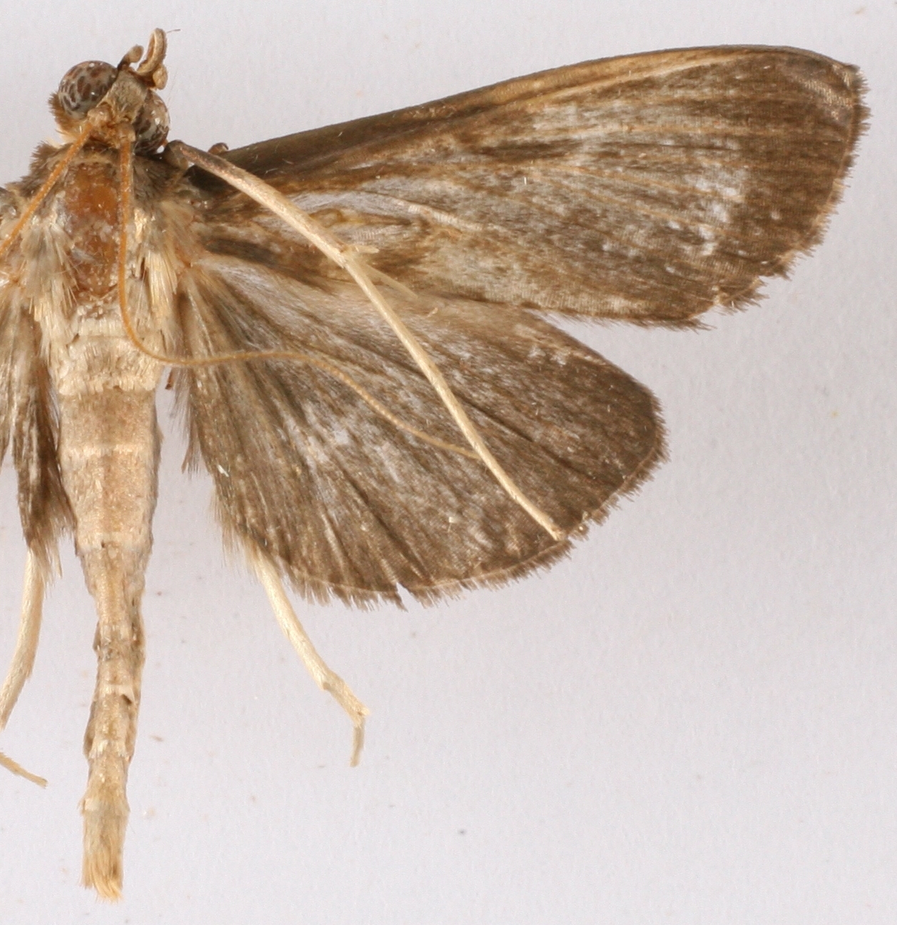 "Coptobasis" sp. 8