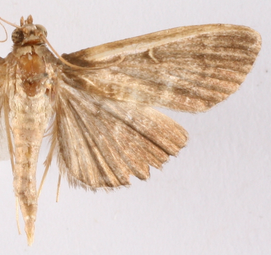 Coptobasis sp. 9