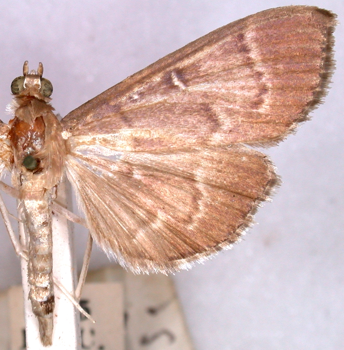 "Coptobasis" subjunctalis Walker