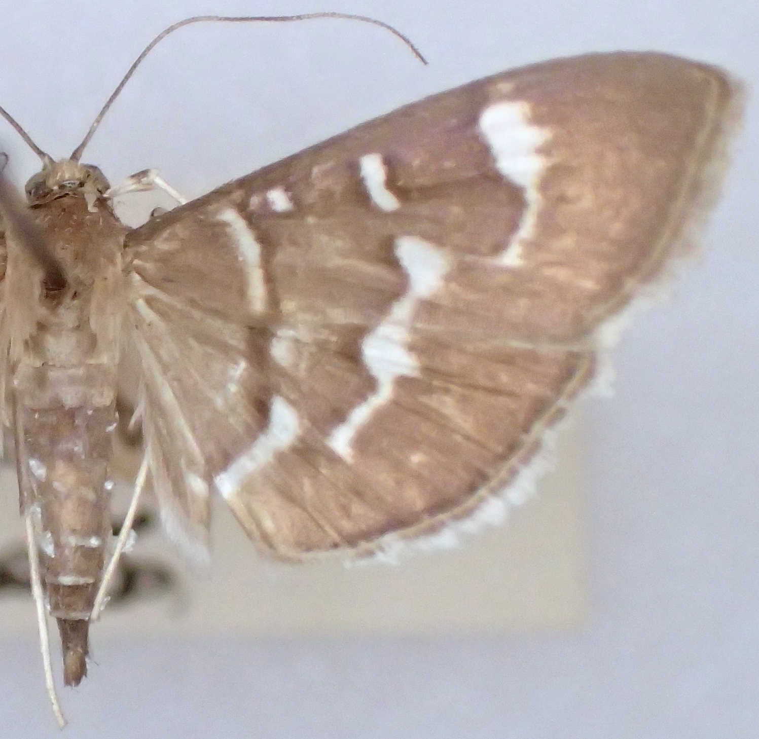 Coptobasis textalis Lederer