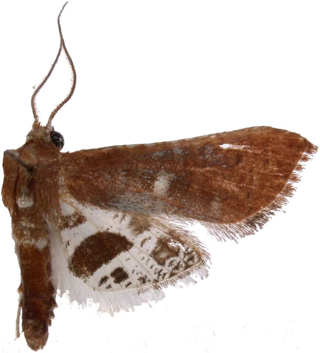 Hypolamprus sp. 10