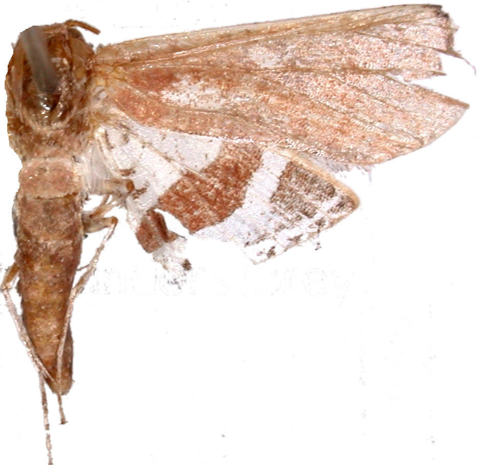 Hypolamprus sp. 13