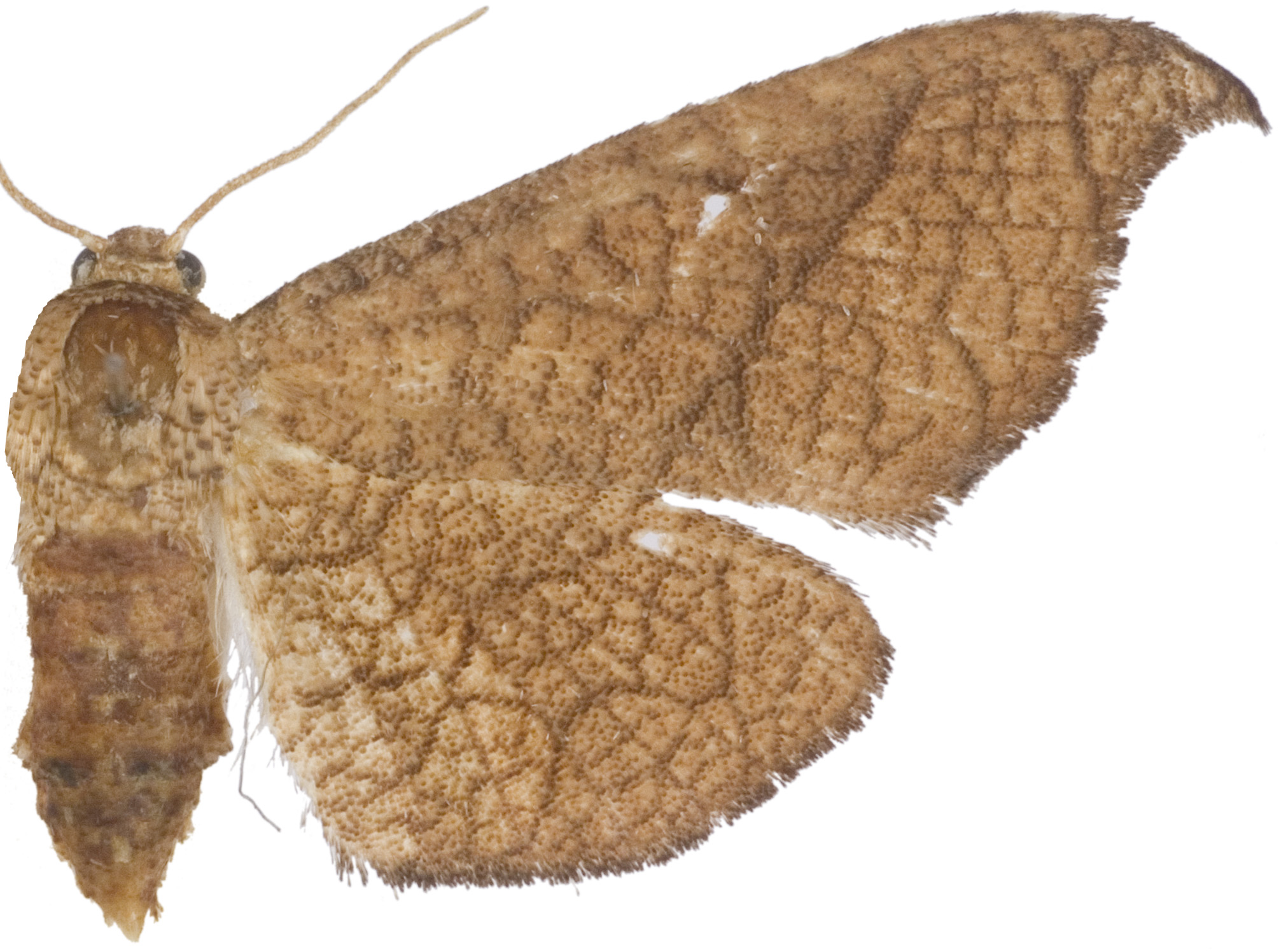 Hypolamprus sp. 14