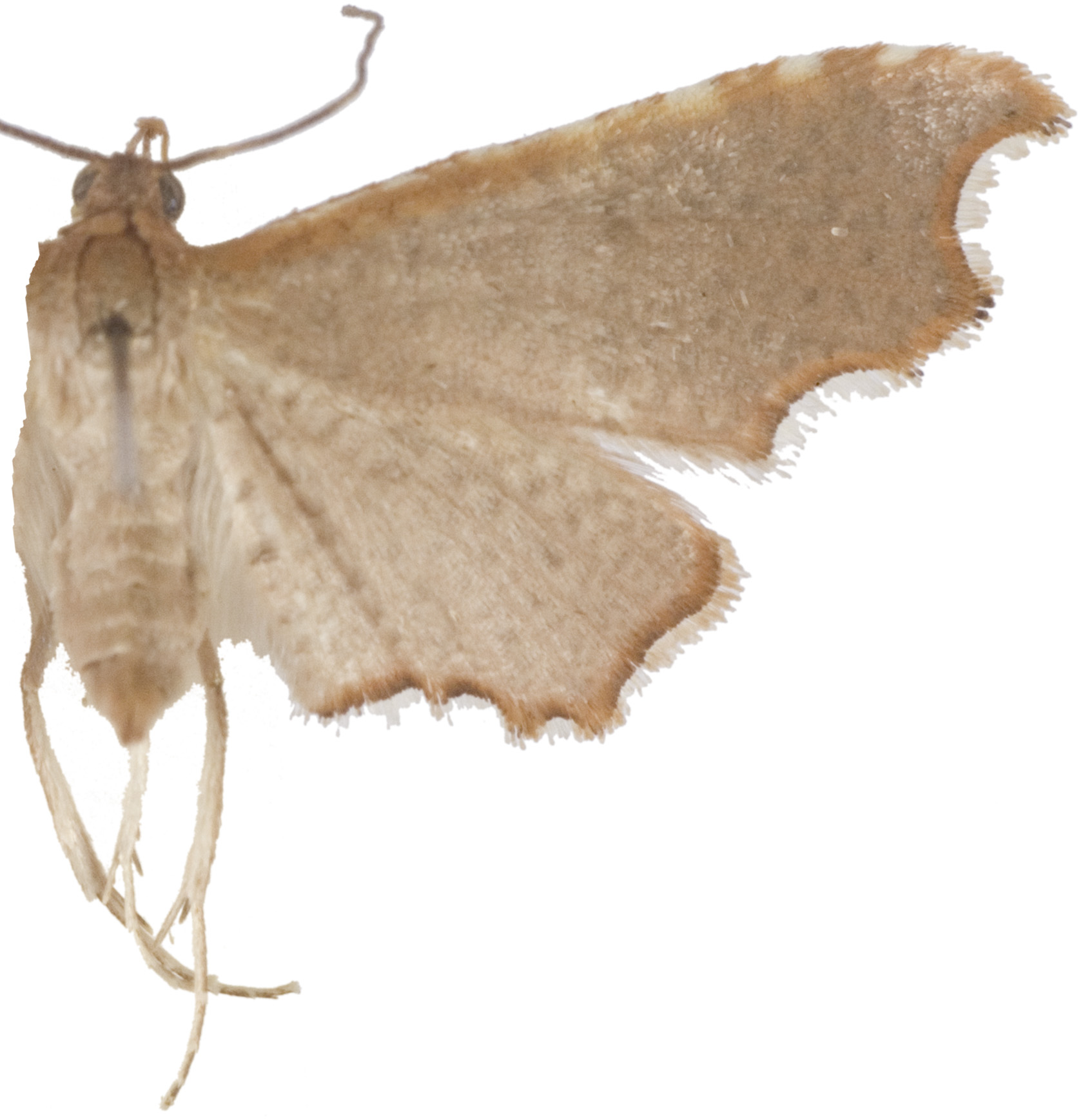Hypolamprus sp. 15