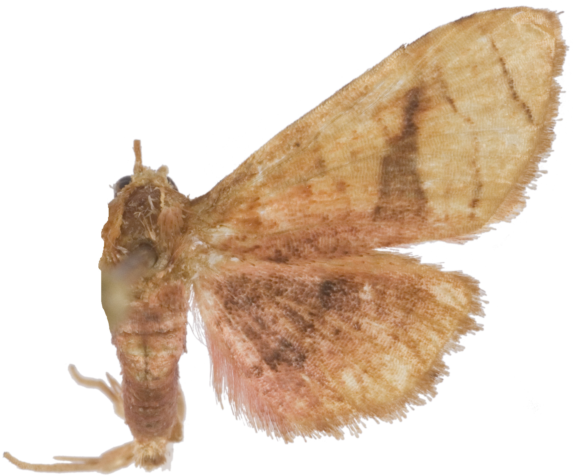 Hypolamprus sp. 16