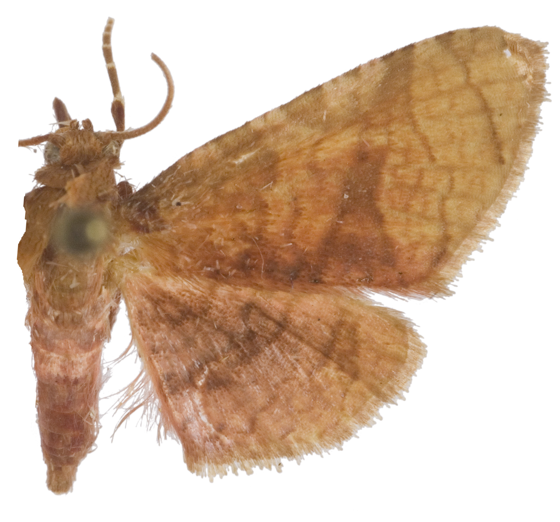 Hypolamprus sp. 17