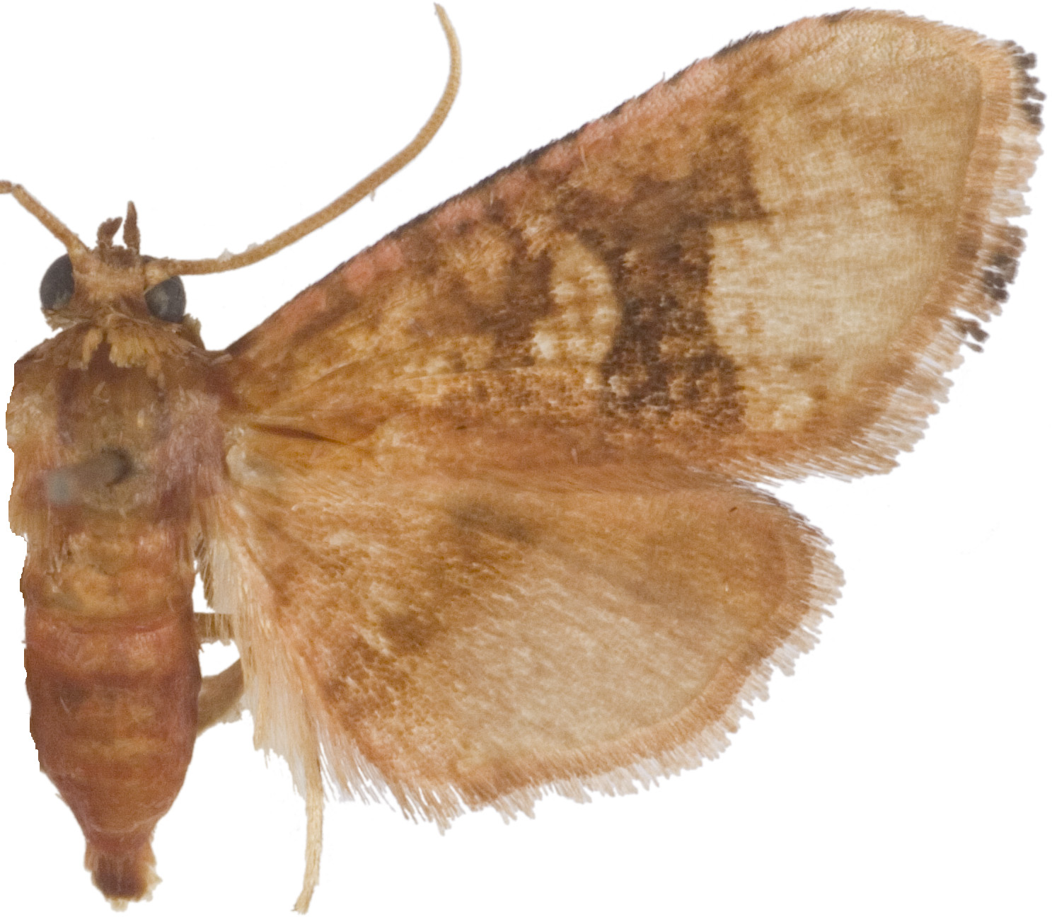 Hypolamprus sp. 18