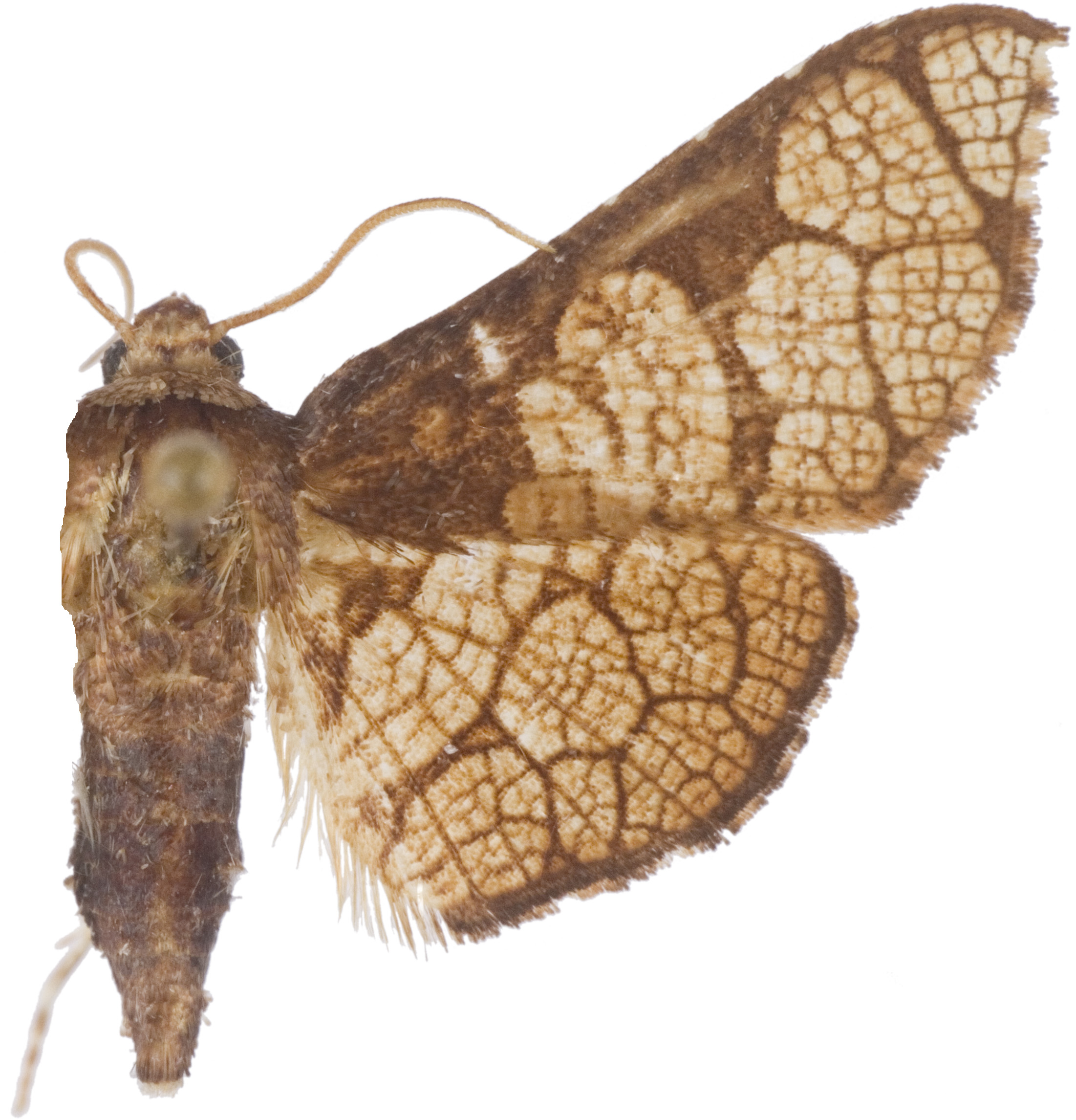 Hypolamprus sp. 19