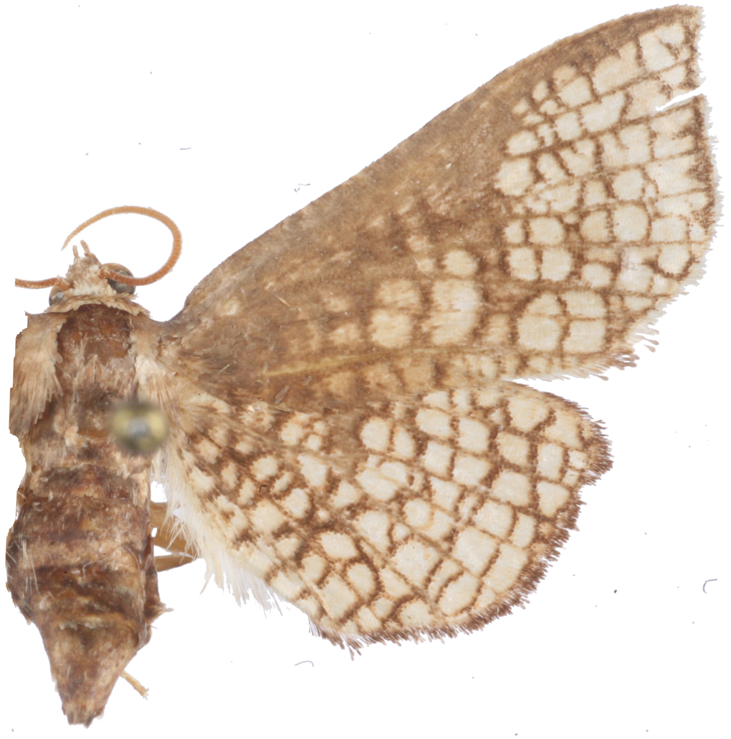 Hypolamprus sp. 2