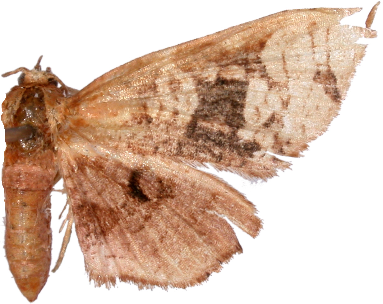 Hypolamprus sp. 4