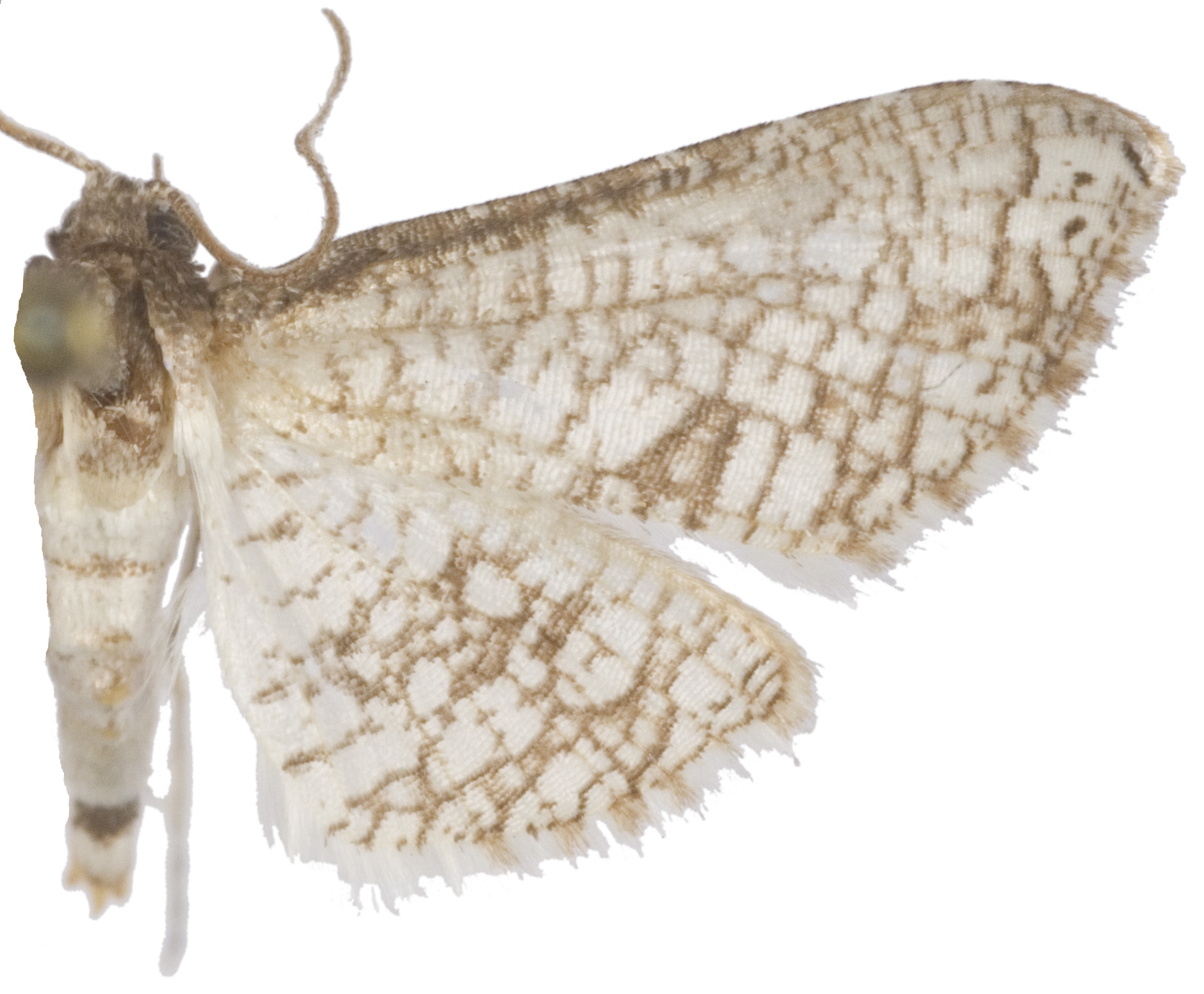 Hypolamprus sp. 9