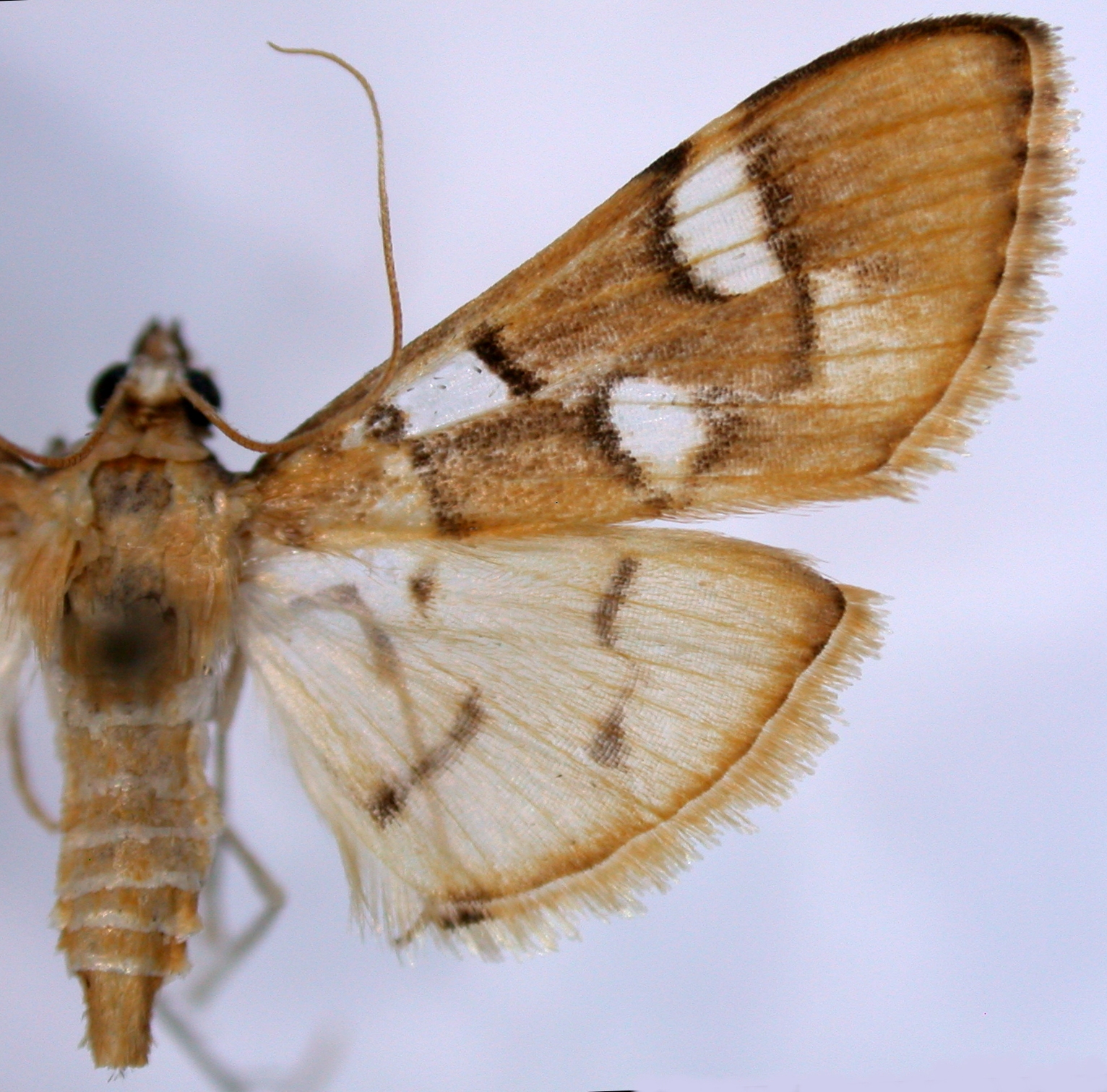 Cotachena alysoni Whalley