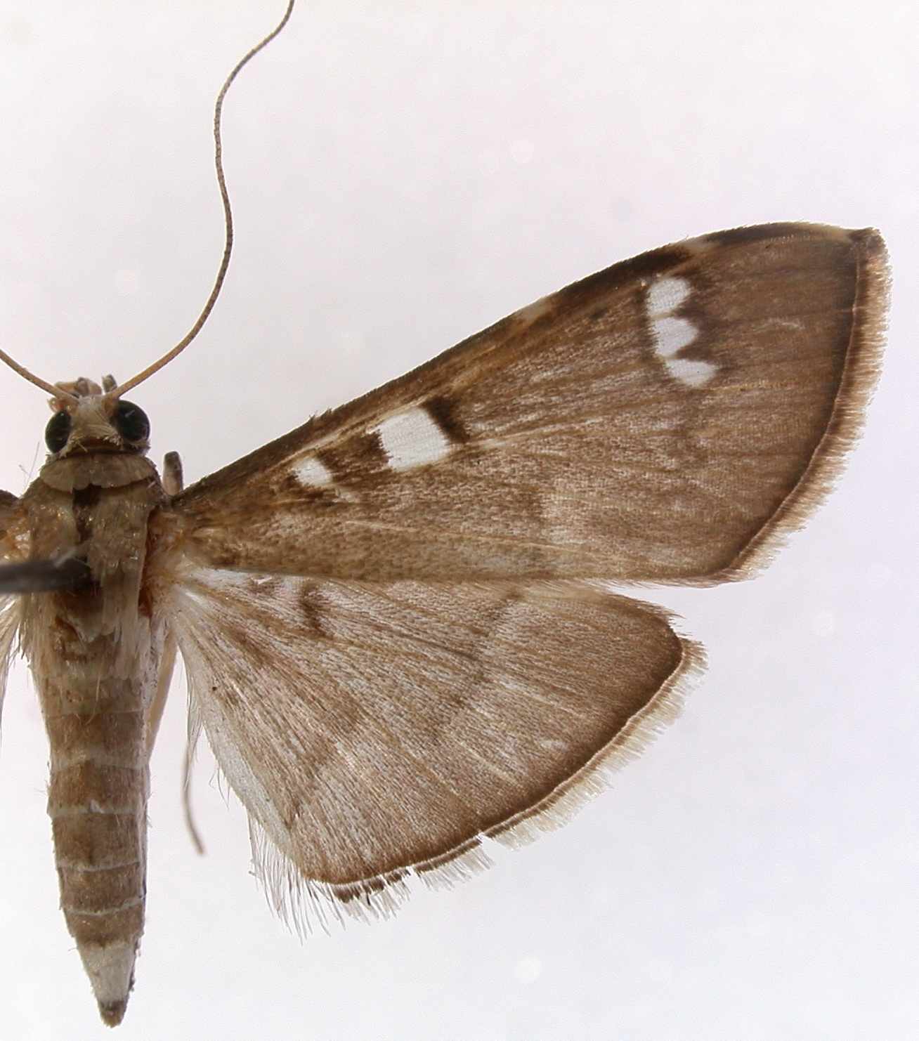 Cotachena castoralis Walker