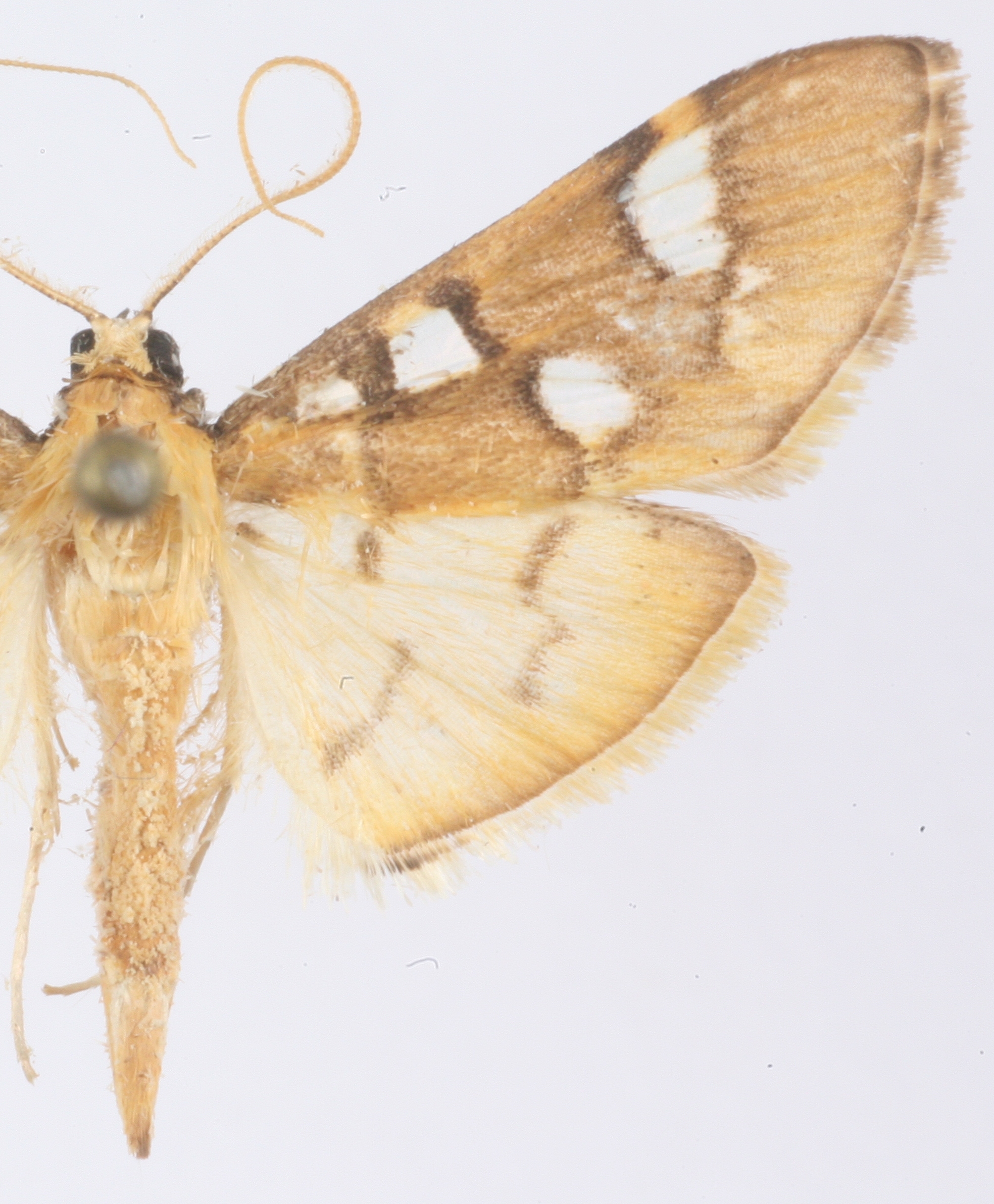 Cotachena histricalis Walker