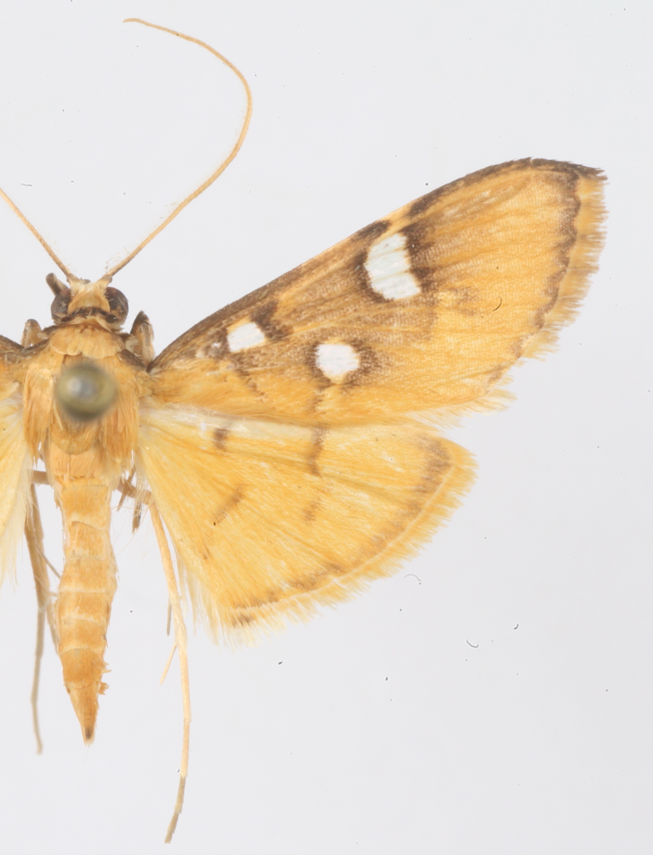 Cotachena pubescens Warren