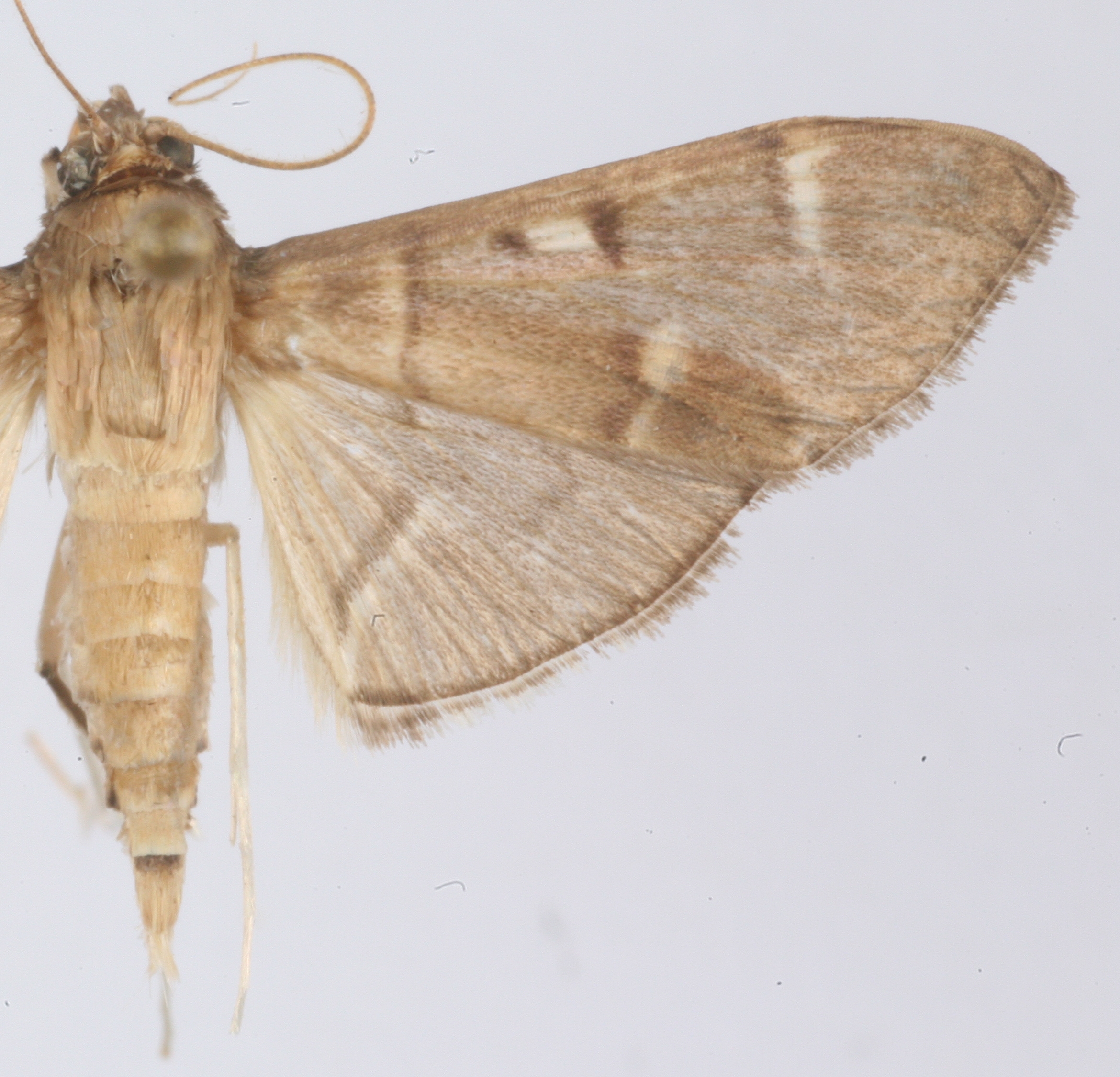 "Cotachena" sp. 2