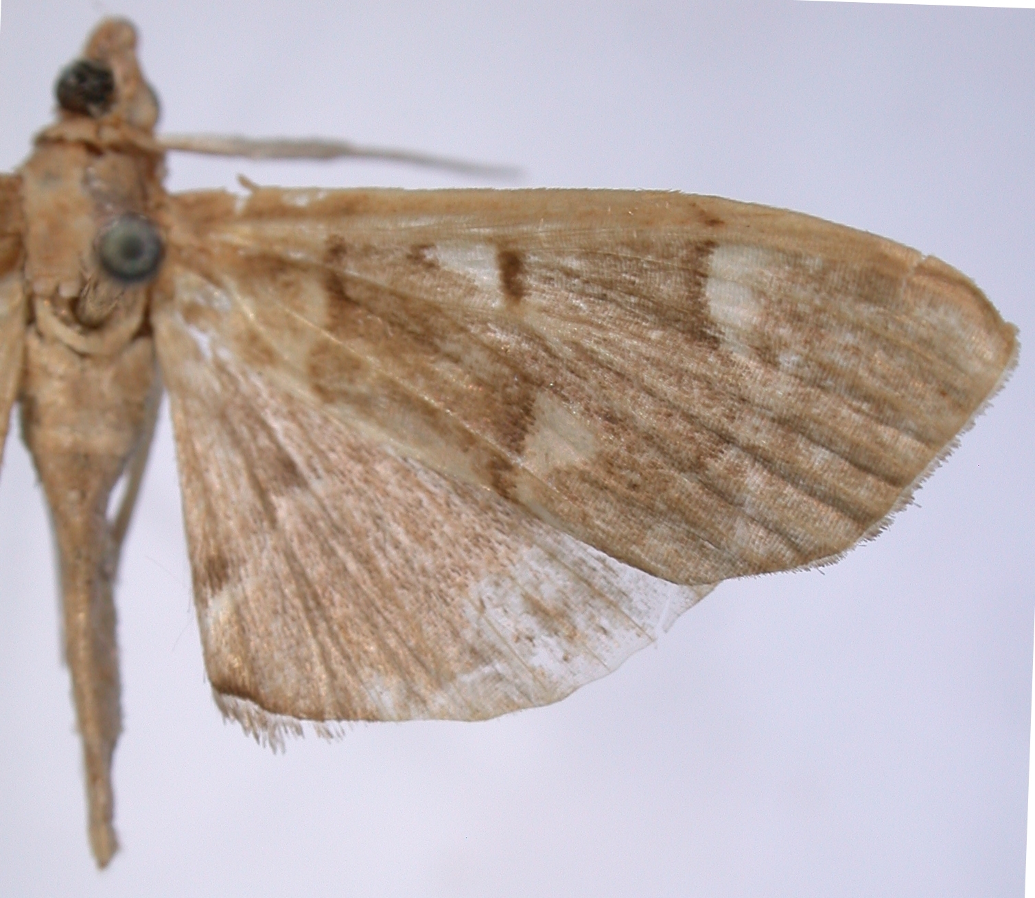 "Cotachena" sp. 1