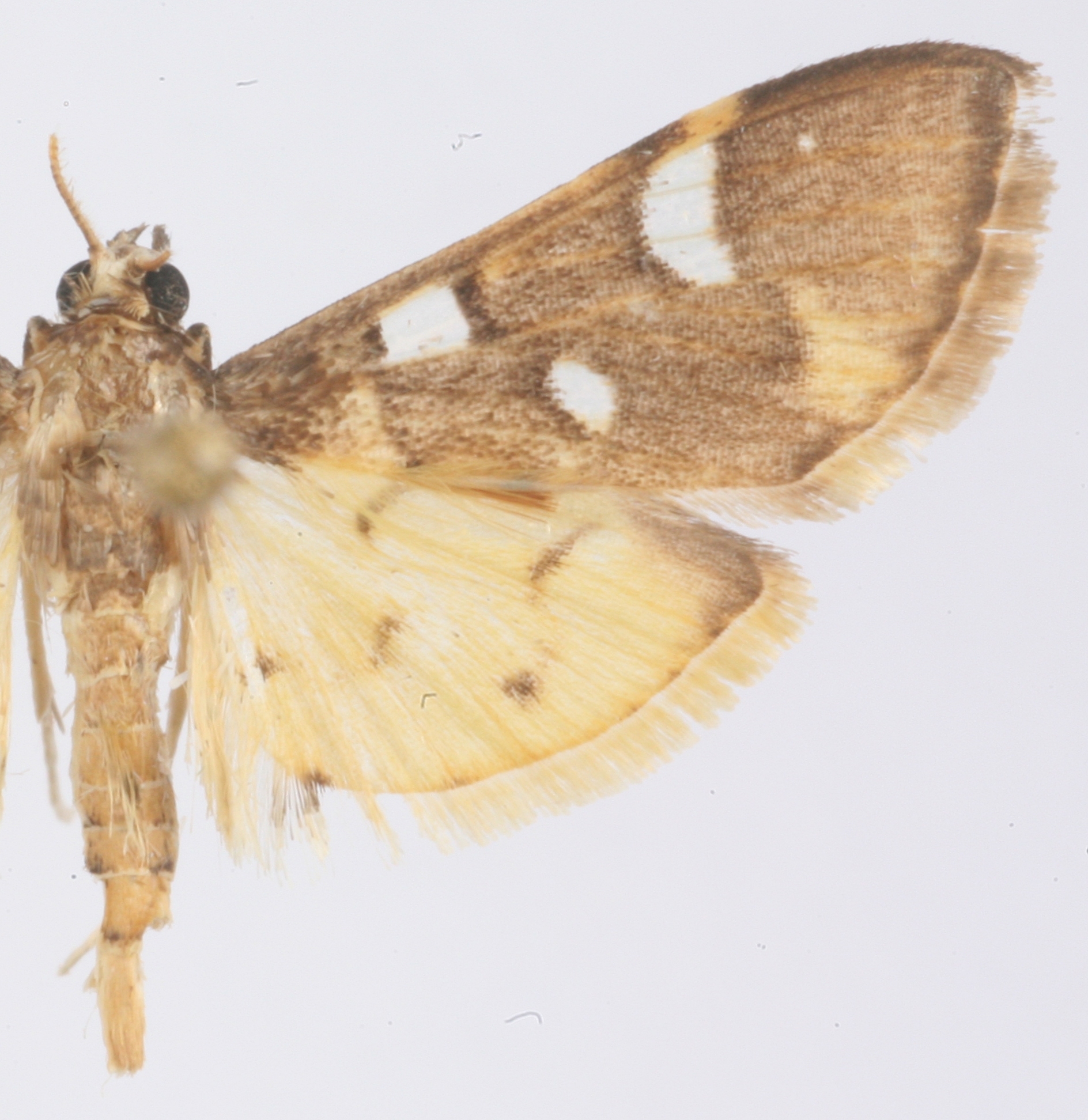Cotachena sp. 3