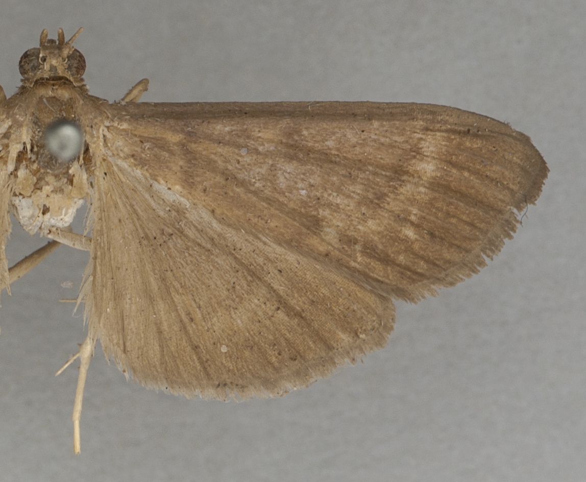 Coptobasis cohaesalis Walker