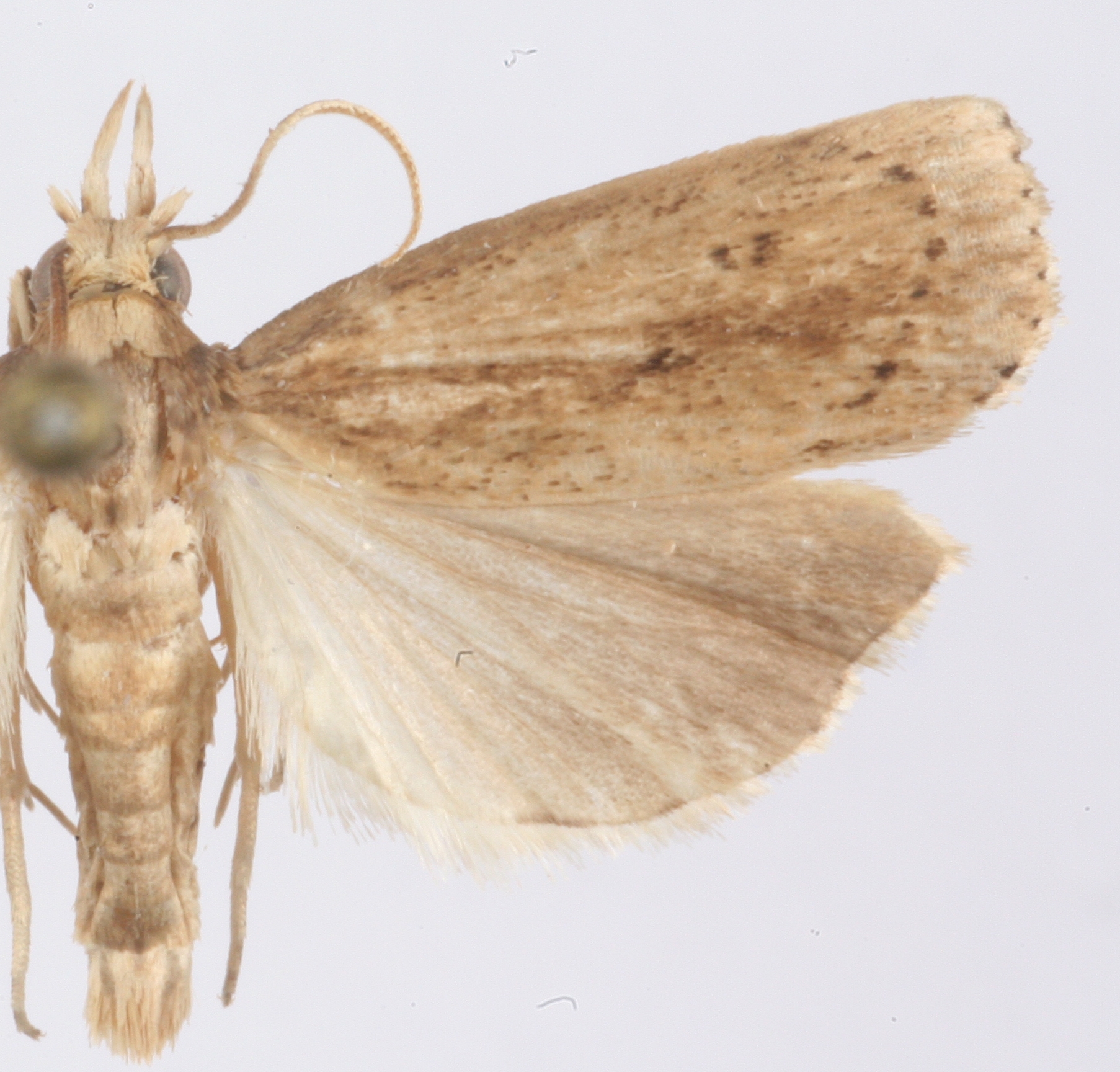Unknown-crambinae sp. 2