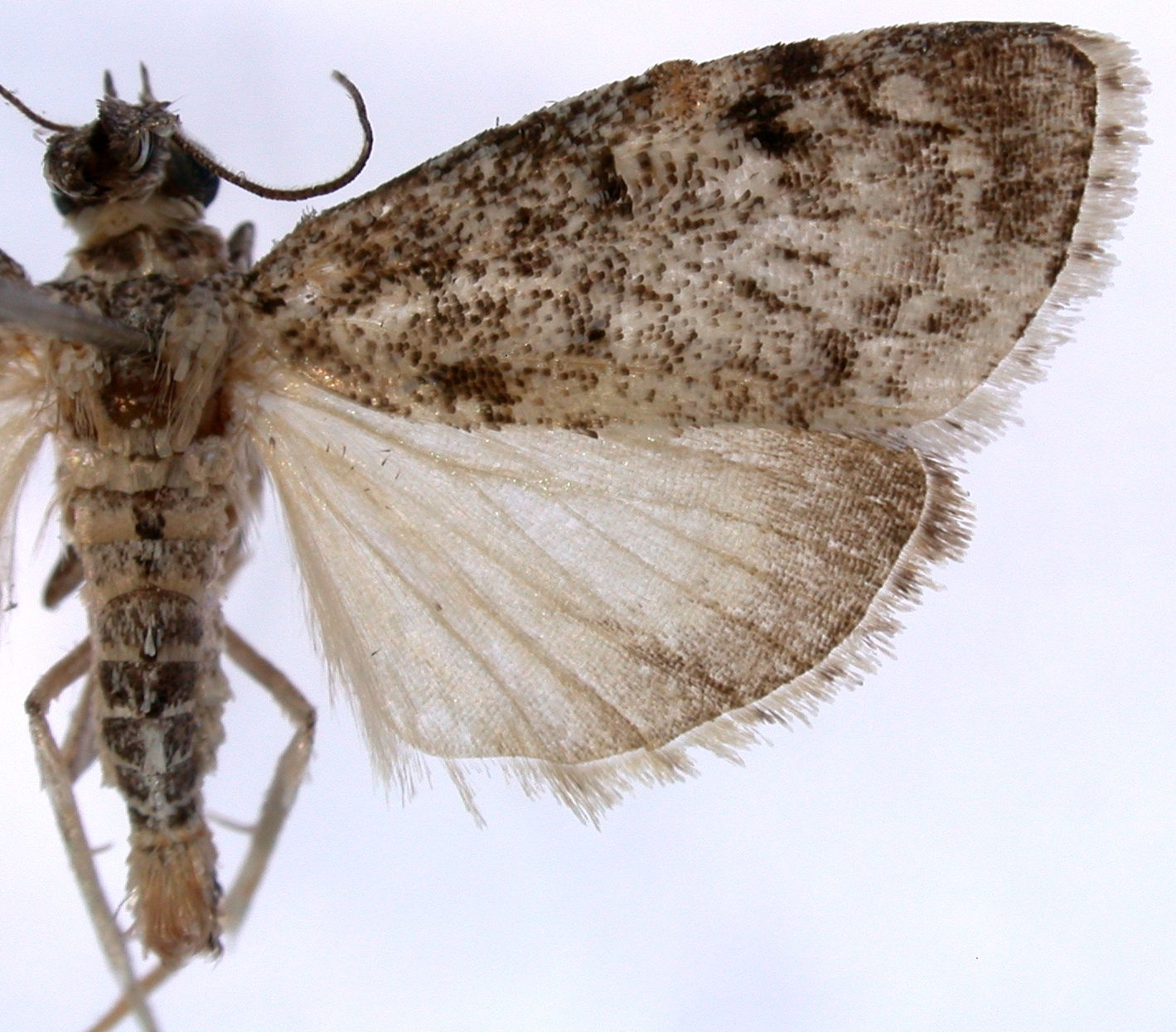 Crocidolomia sp. 3