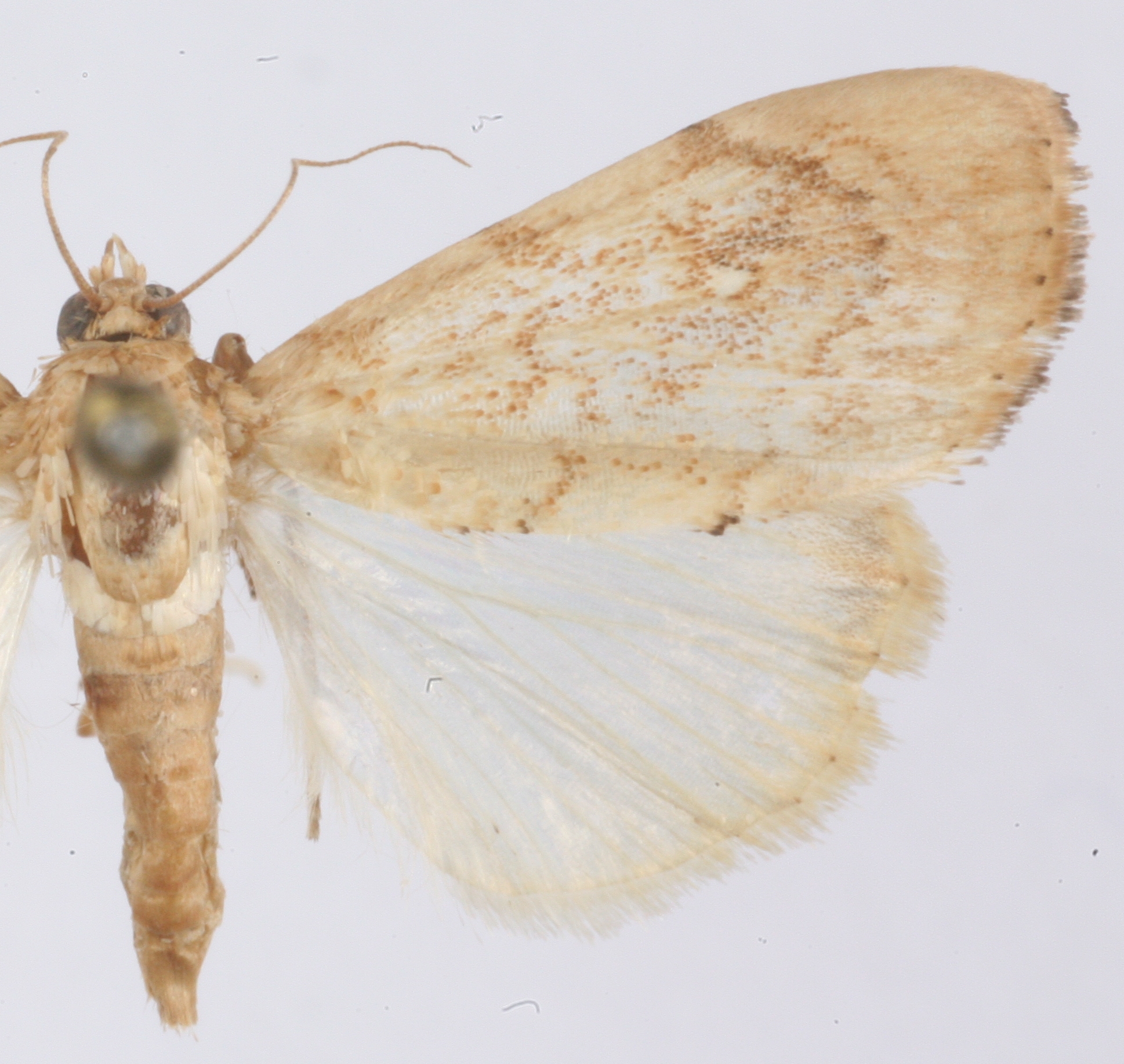 Crocidolomia sp. 4