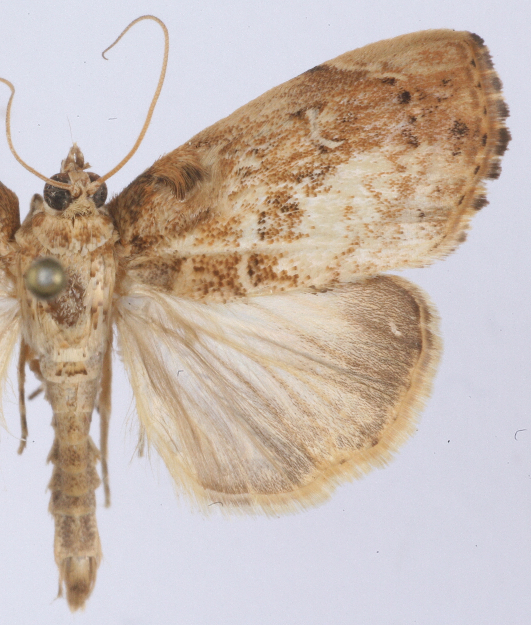 Crocidolomia sp. 4 specimen plate