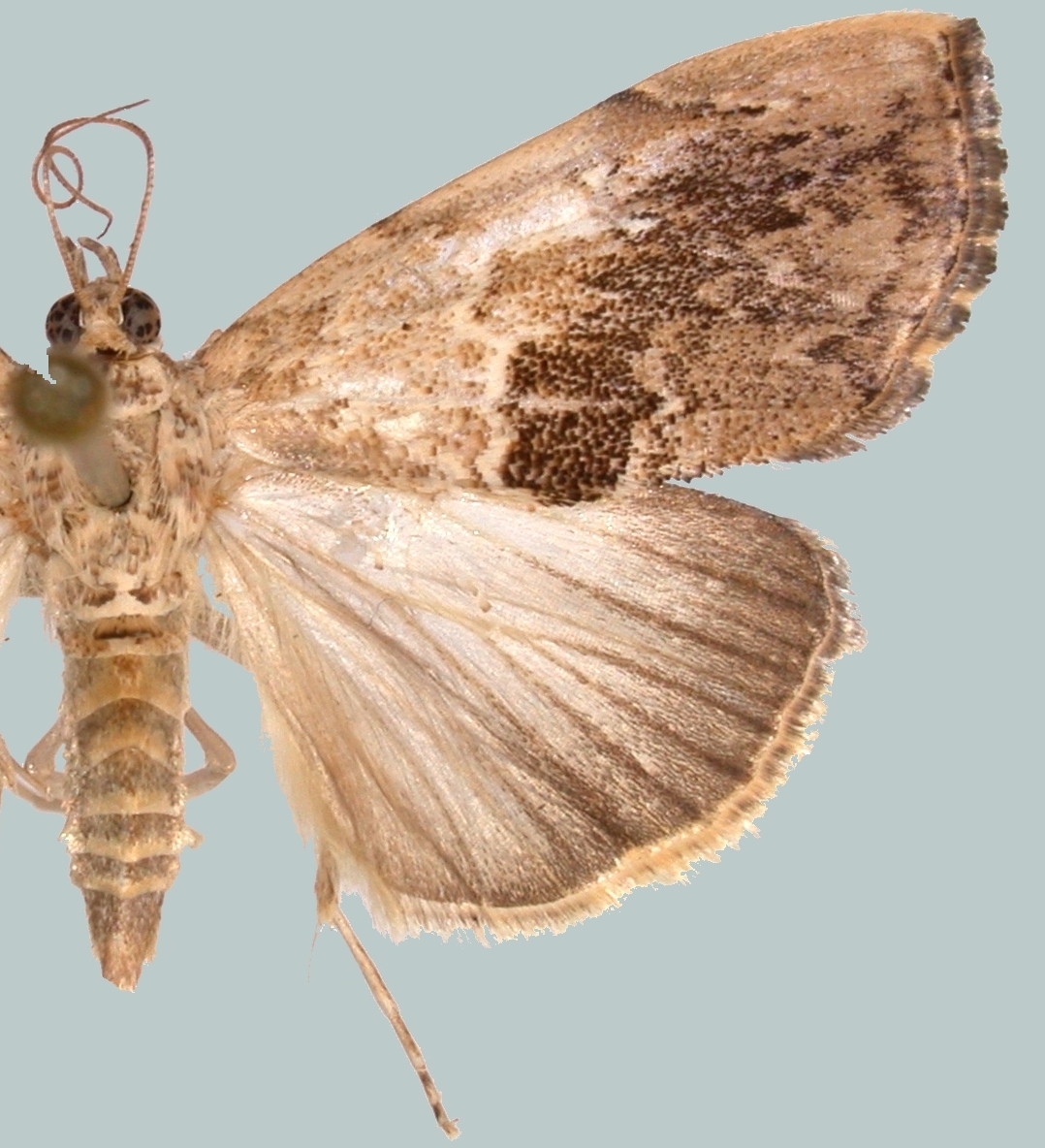 Crocidolomia suffusalis Hampson