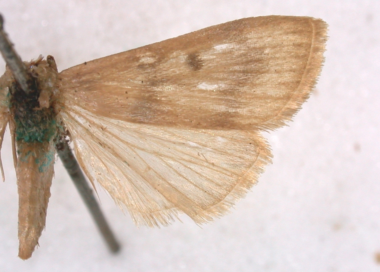 Crypsiptya oculifera Herring