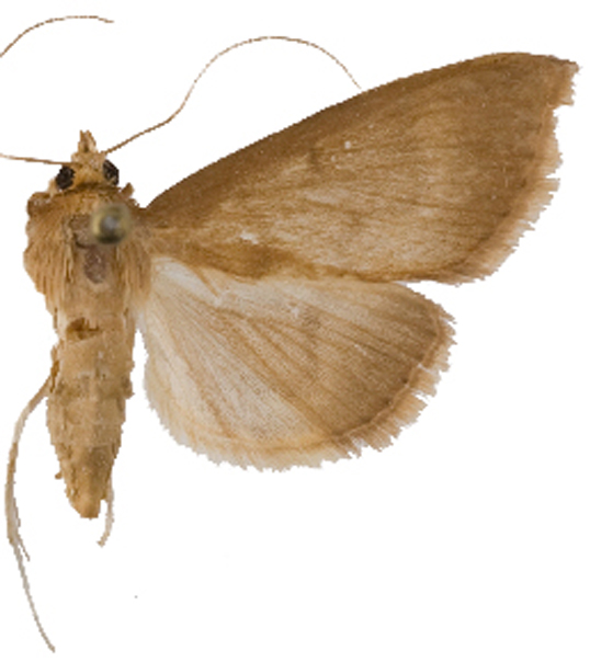 Crypsiptya sp. 1