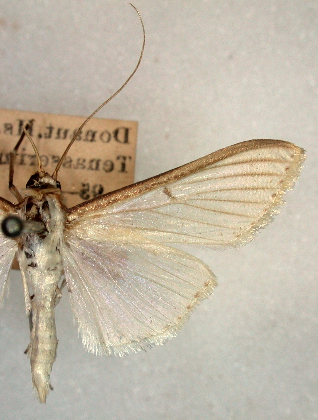 Cydalima diaphanalis Walker