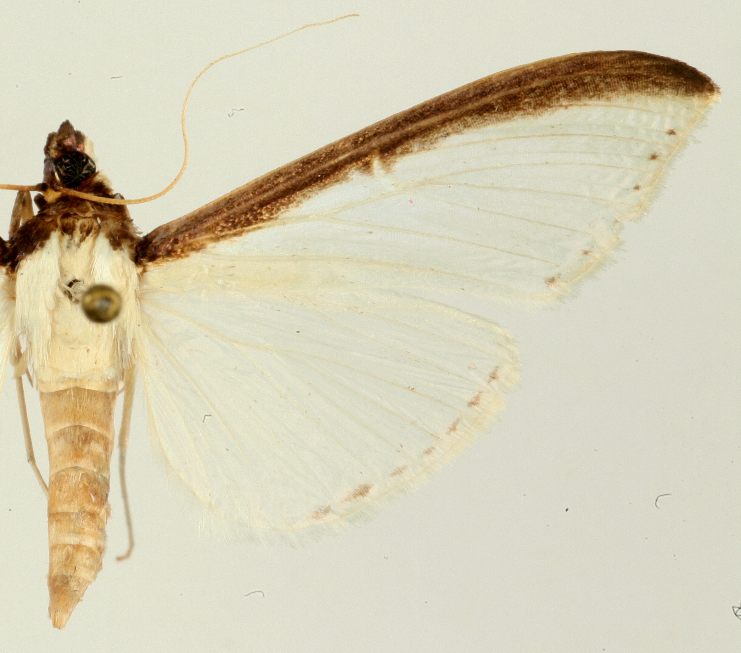 Cydalima laticostalis Guenée
