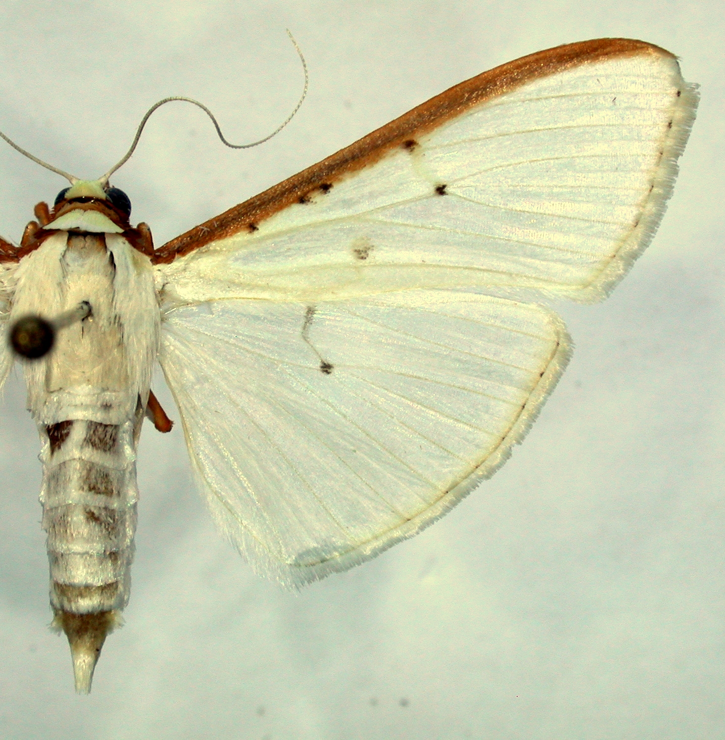 Cydalima nigropunctalis Bremmer