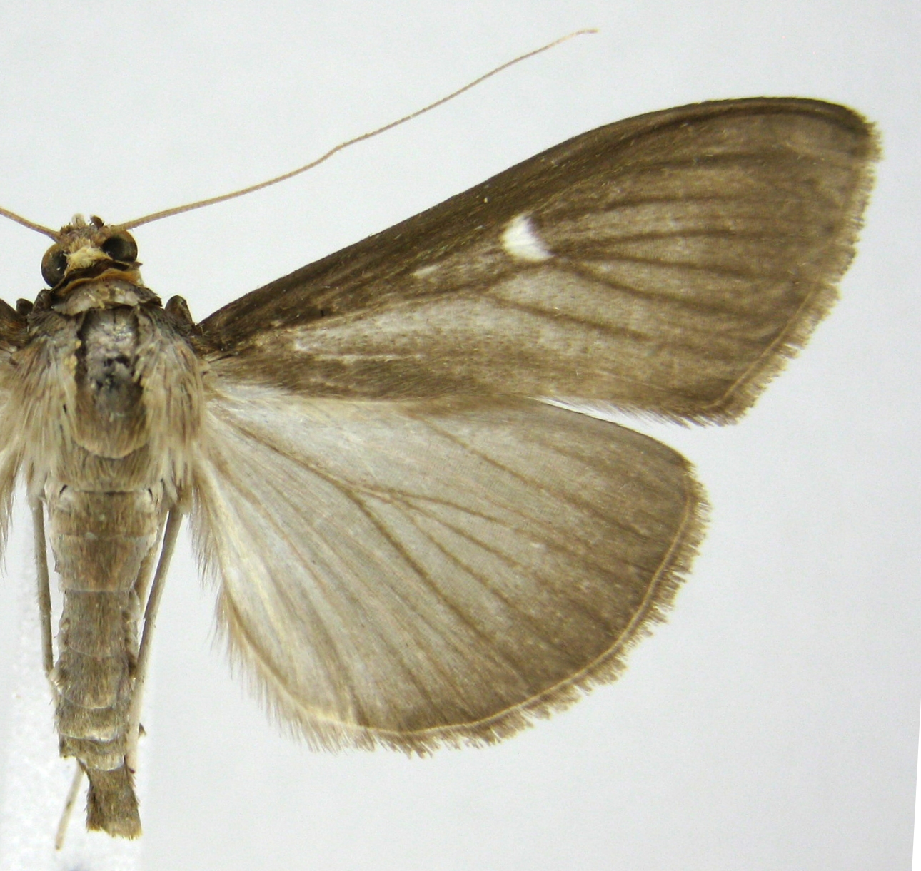 Cydalima perspectalis Walker