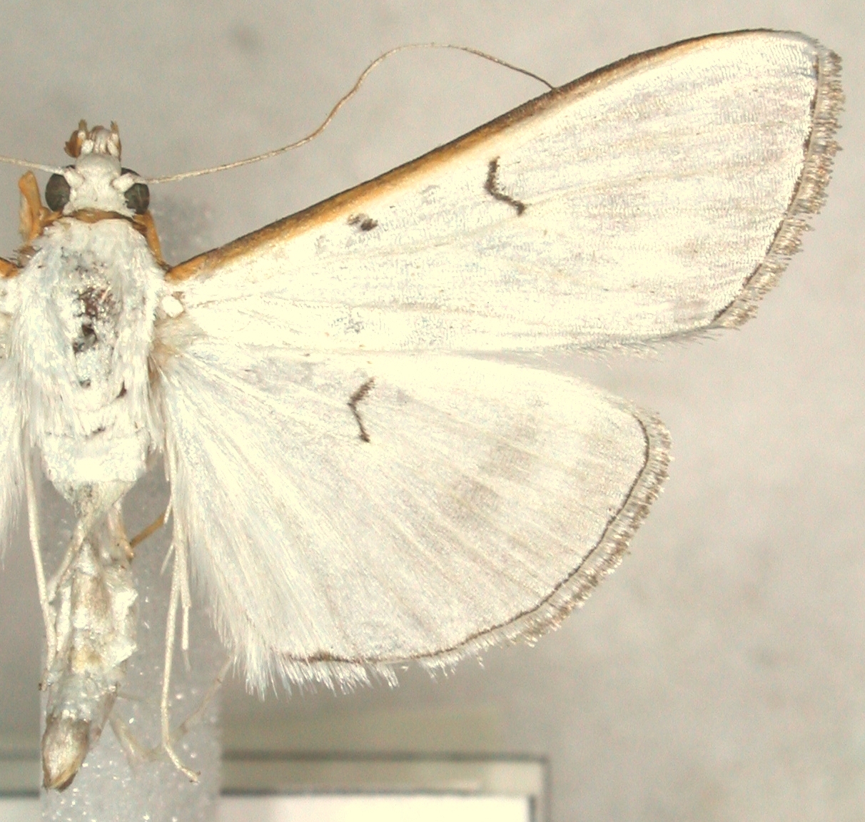 Cydalima picticostalis Hampson