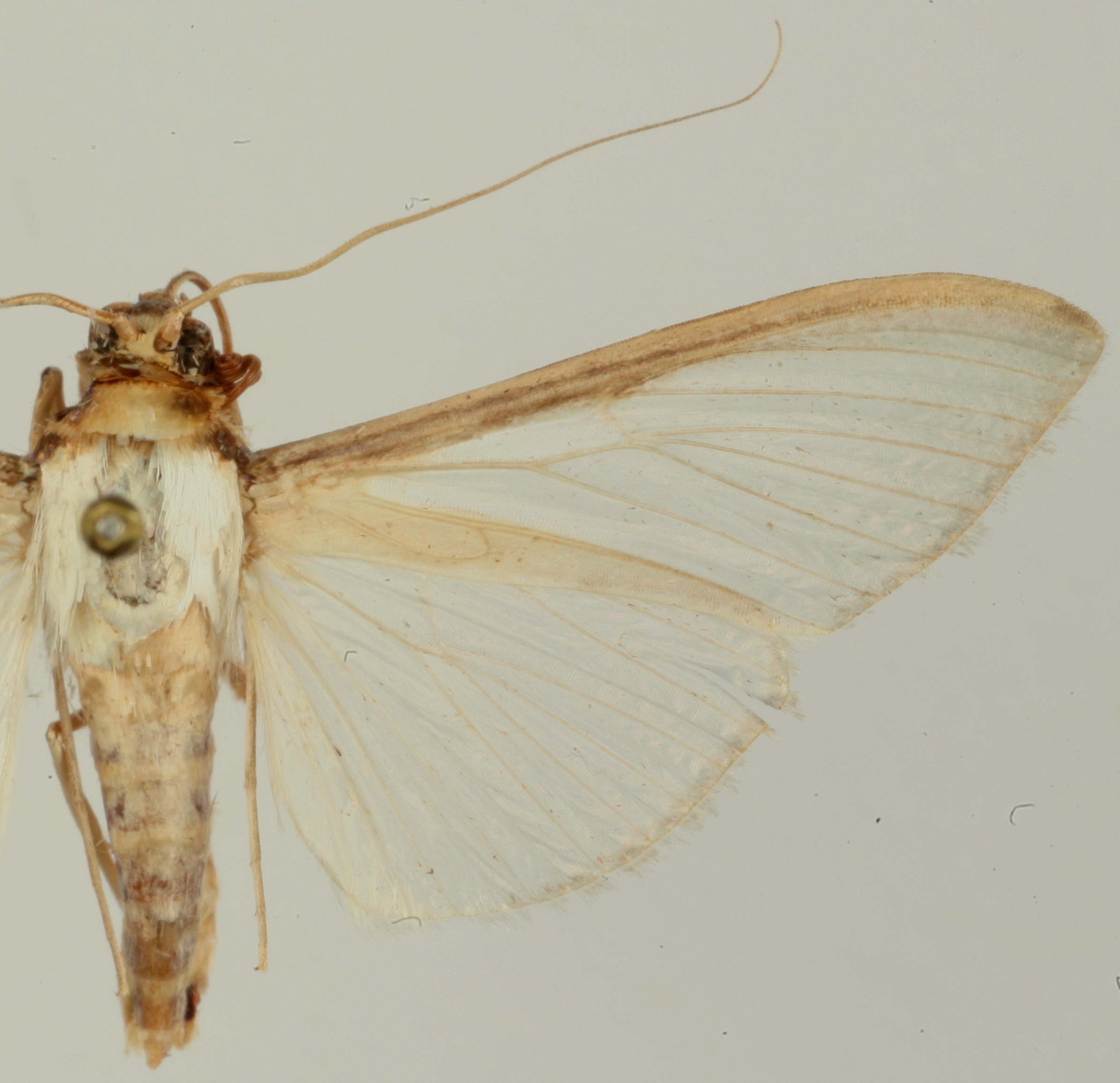 Cydalima sp. 1