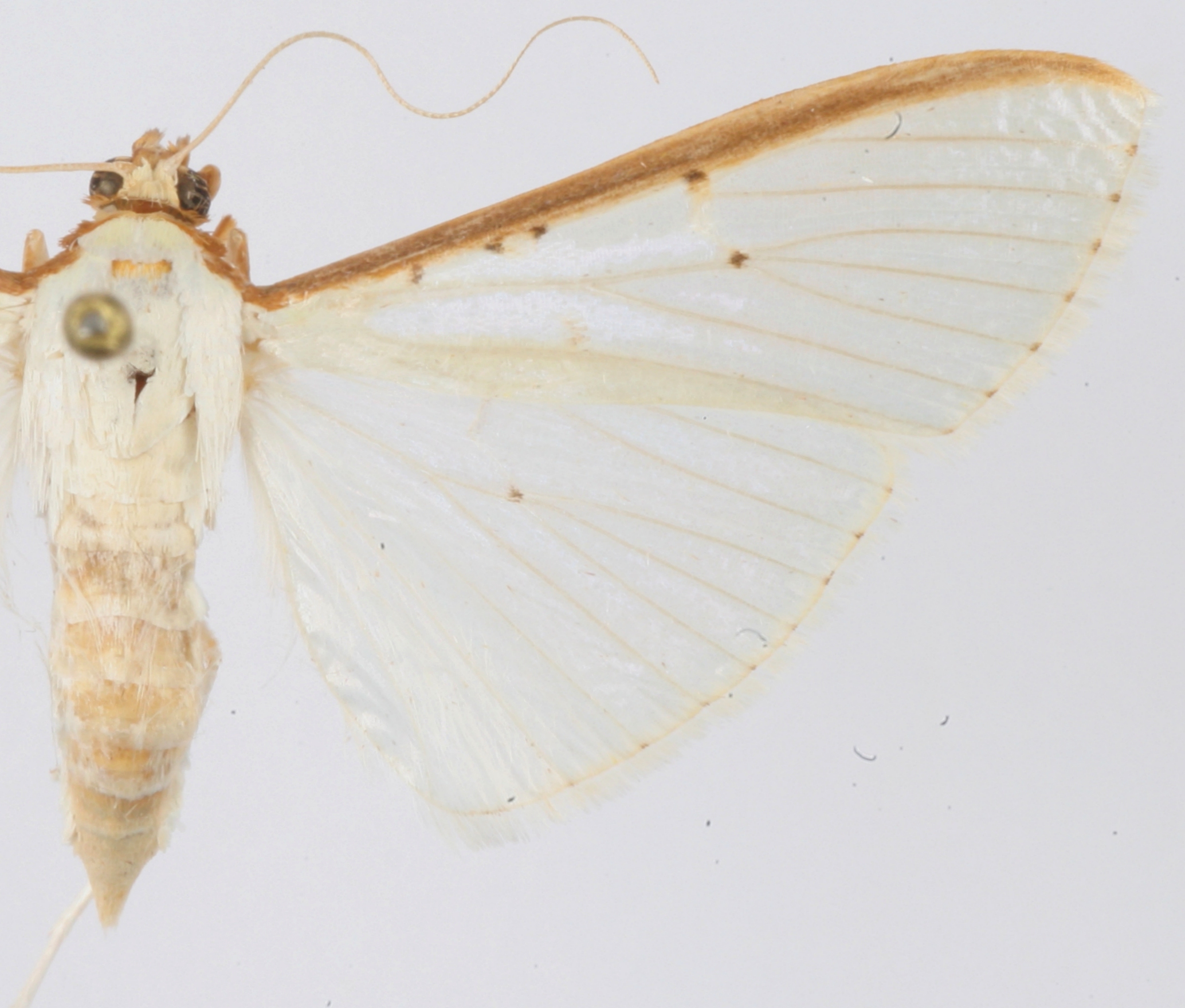 Cydalima sp. 2