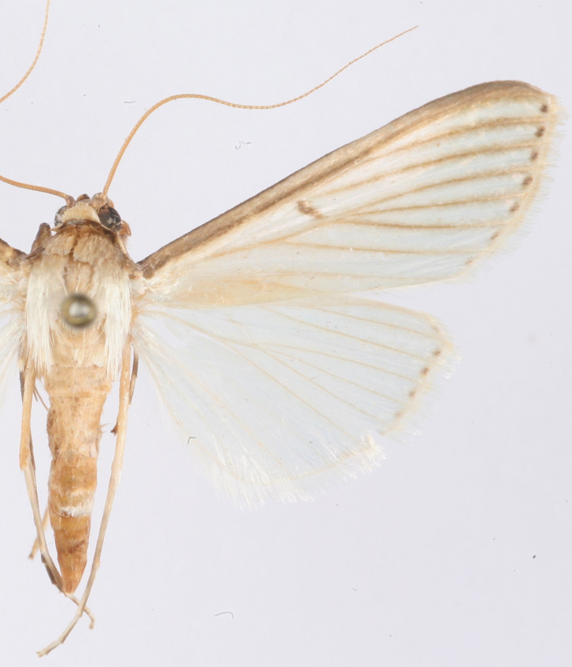 Cydalima sp. 3