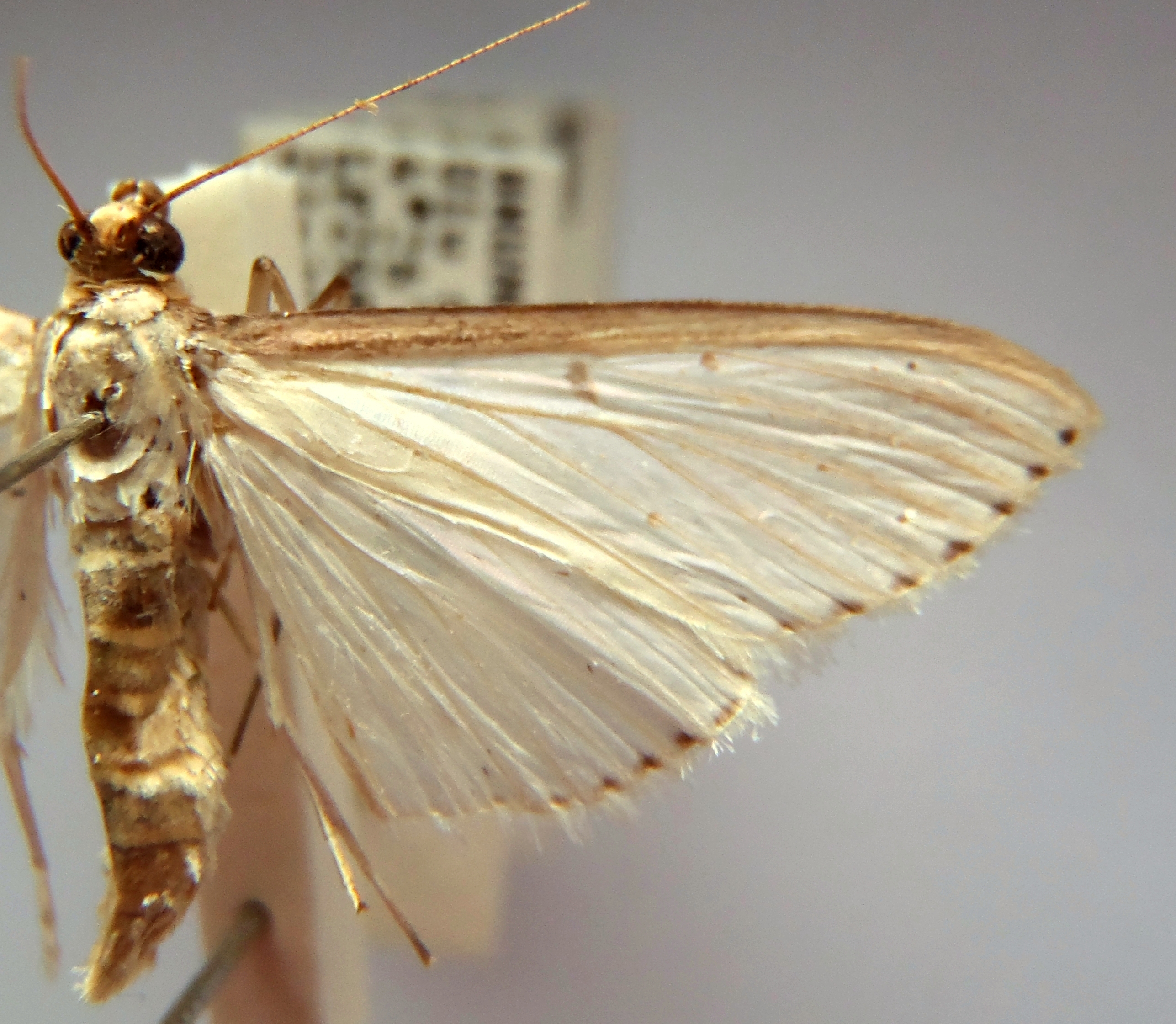 Cydalima sp. 4