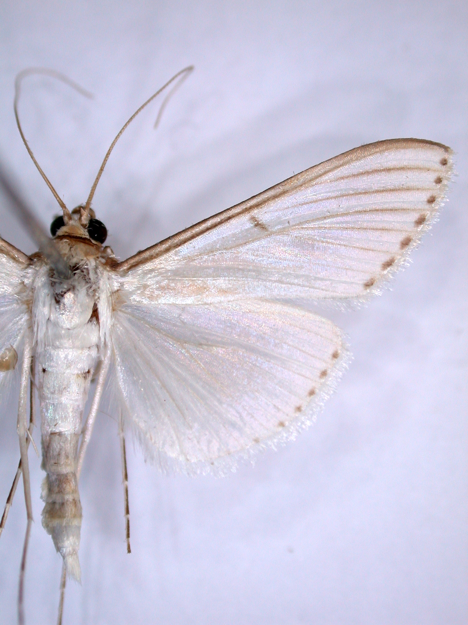 Cydalima sp. 5