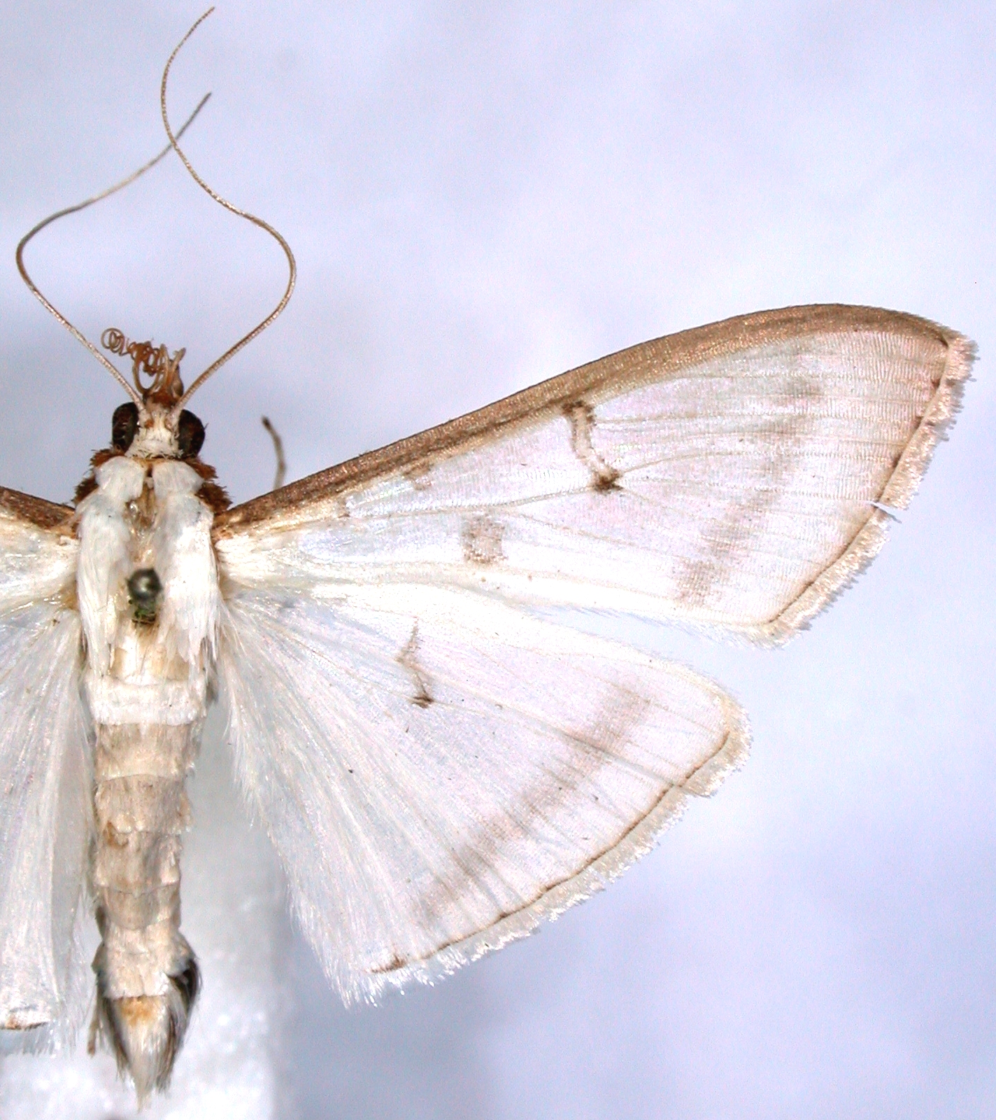 Cydalima sp. 7