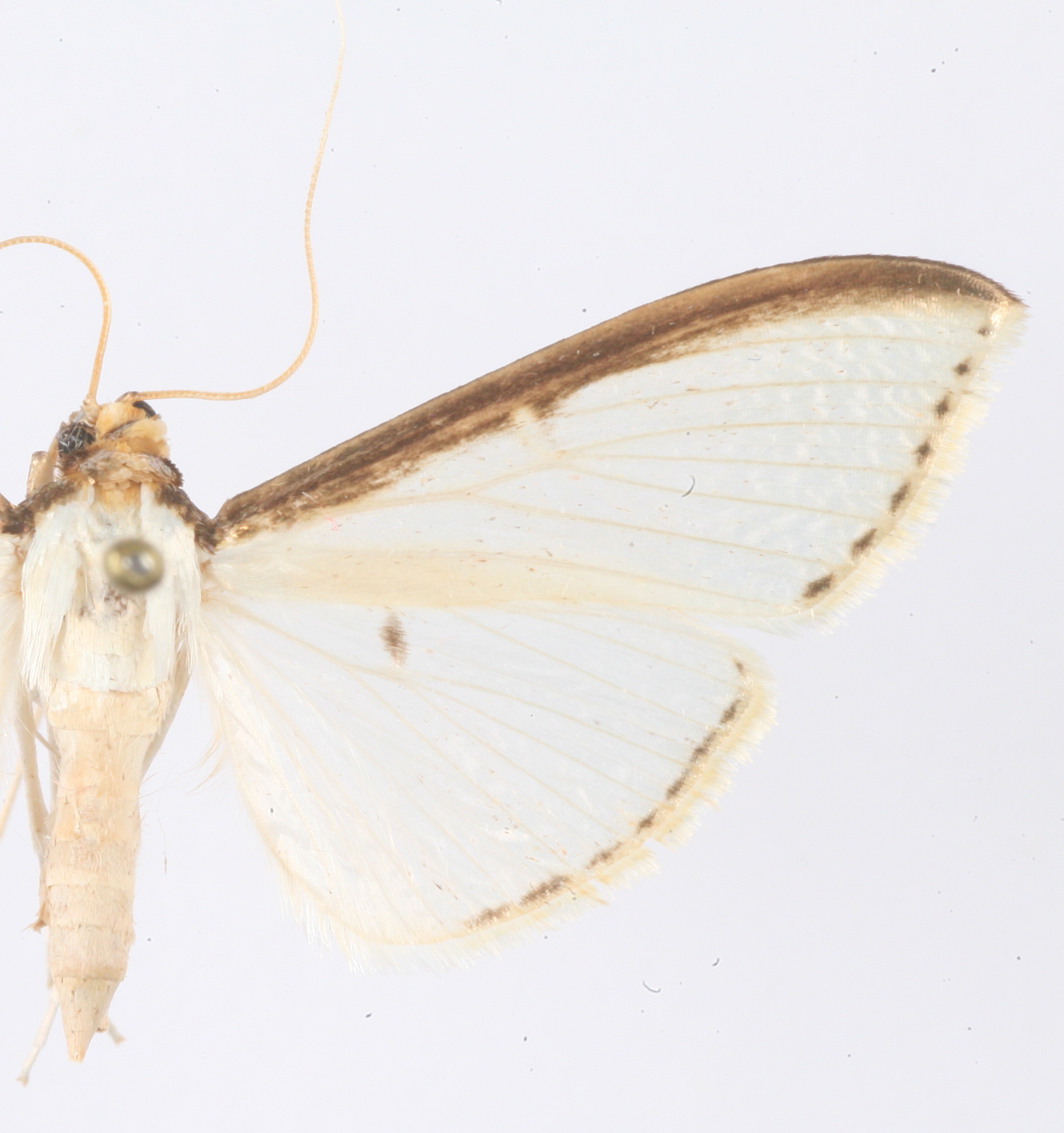 Cydalima sp. 8