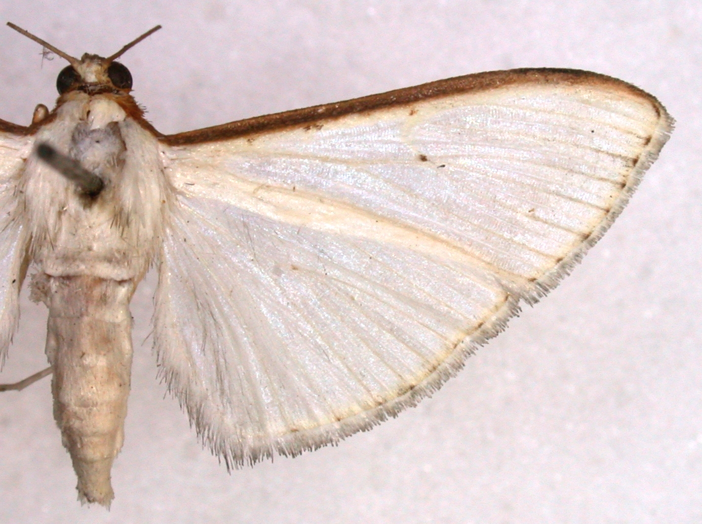 Cydalima vitrealis Rossi