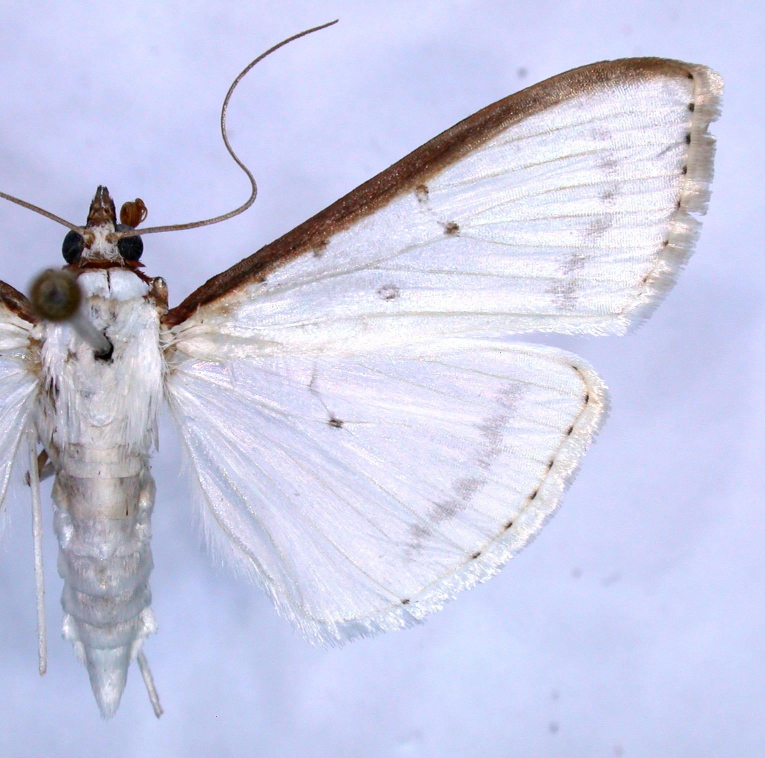 Cydalima warrenalis Swinhoe