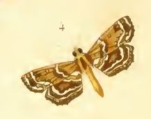 Cymoriza irrectalis Guenée
